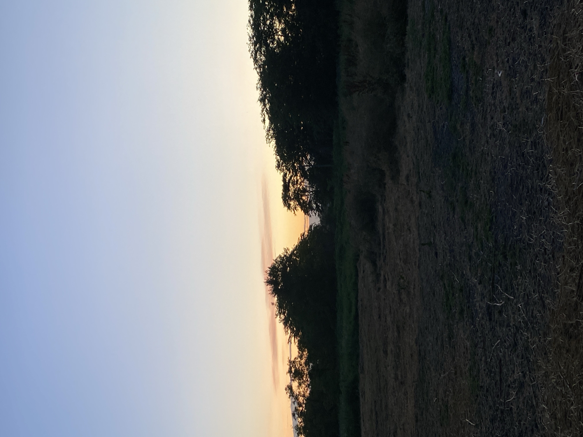The image depicts a rural landscape at dusk, likely on the outskirts of Kisliakovskaya, Russia. The sky transitions from a pale blue at the top to a soft orange and pink hue near the horizon, indicating the setting sun. Silhouetted against this sky is a dense line of trees, with some individual trees and their foliage clearly visible. The foreground is a field of dry, matted grass and straw, suggesting it may have been recently harvested or is in a state of natural decay. The overall scene is tranquil and natural, with no human presence or activity evident.