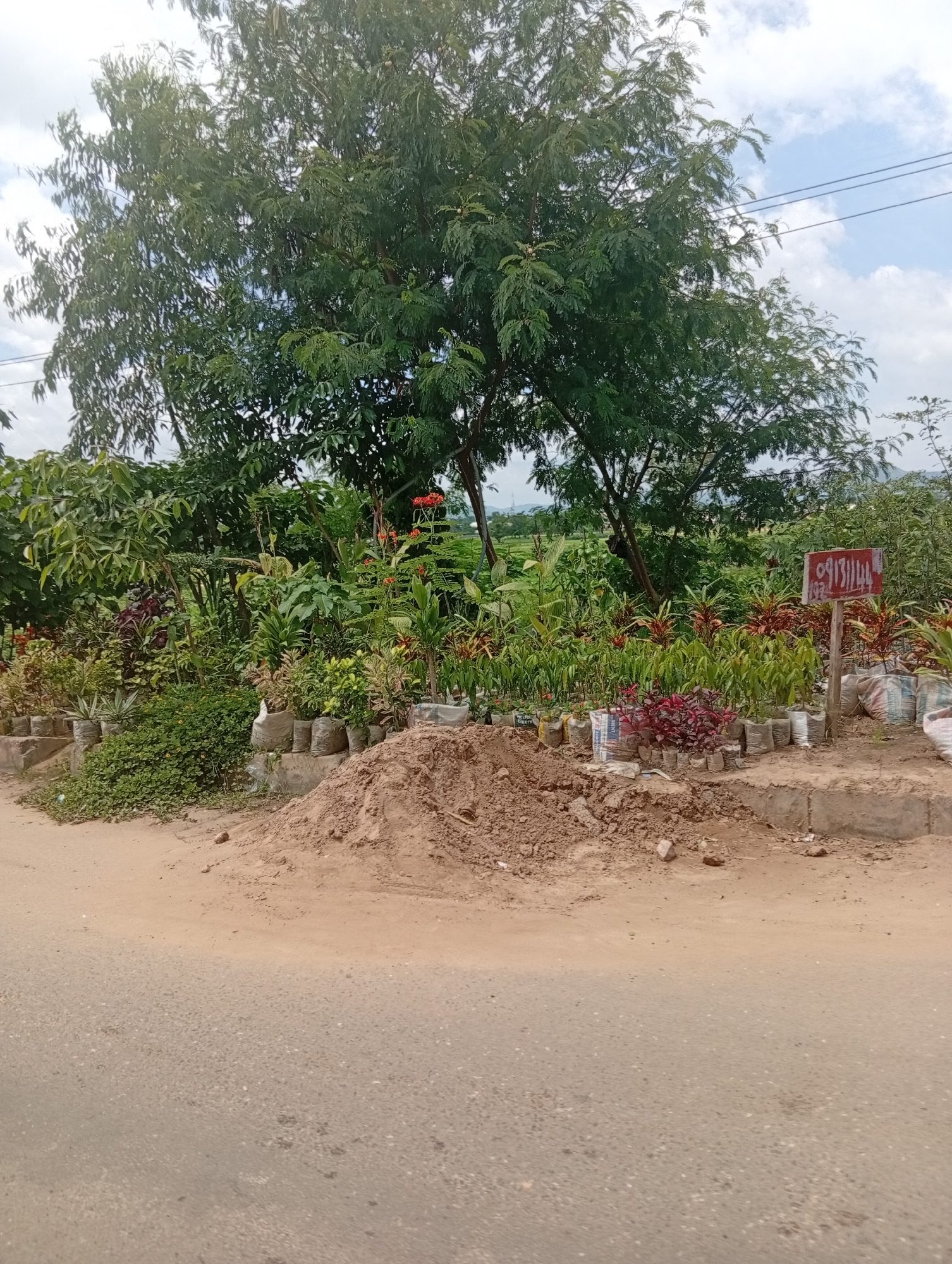 This is a mid-angle outdoor shot of a roadside nursery in Jalingo, Nigeria. In the foreground, a dusty, light brown dirt road occupies the bottom half of the frame. To the right of the road, there is a raised concrete curb topped with a pile of loose, light brown dirt and small stones. Beyond this, a collection of potted plants, mostly in small, light-colored sacks, are arranged in rows on a raised dirt area. The plants vary in size and color, with some featuring green foliage and others with red or burgundy leaves. A wooden sign with red lettering and numbers, "09131144", is planted in the ground amongst the plants on the right side of the frame. In the background, a dense canopy of lush green trees dominates the upper half of the image. The sky above is partly cloudy with patches of blue. The overall scene depicts a commercial plant nursery situated along a road, likely on the outskirts of the city.