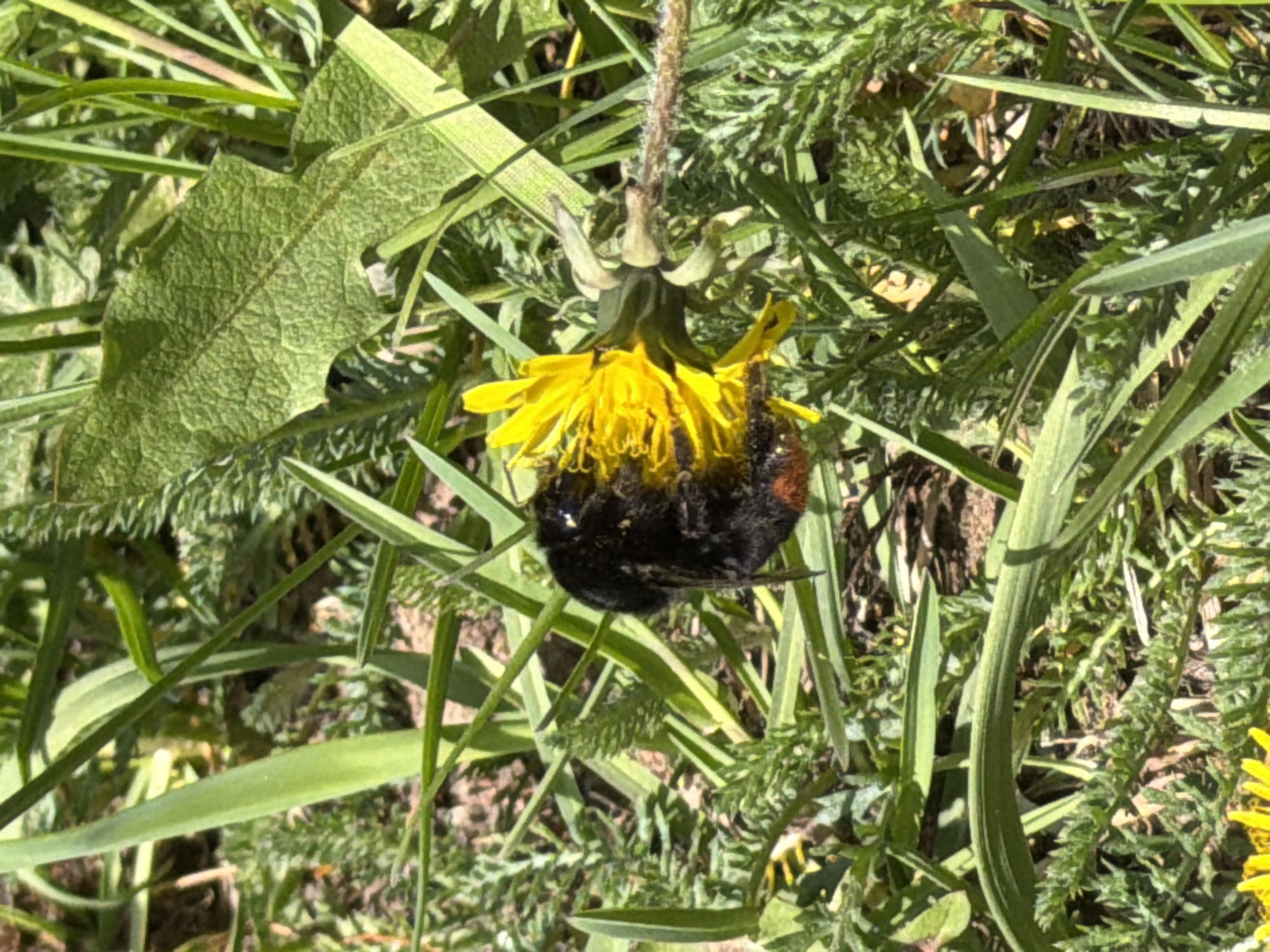A black and brown insect, possibly a bee, is clinging to a yellow dandelion flower in Уральское, Russia. The flower is surrounded by green grass and other foliage.