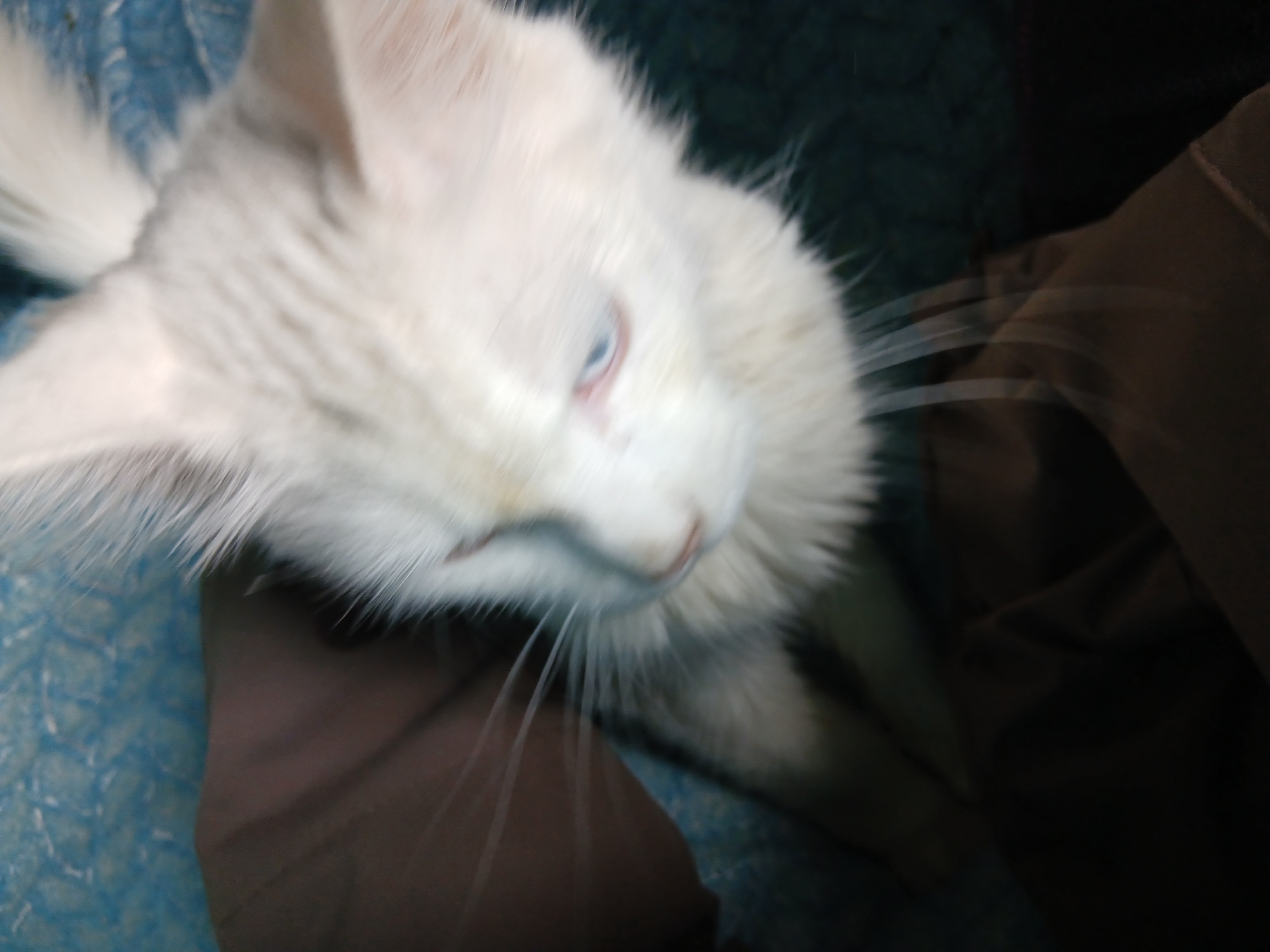 A blurry image depicts a white cat with blue eyes, with its head tilted towards the viewer. The cat is resting on or near a dark brown fabric surface. The background includes a textured blue surface.