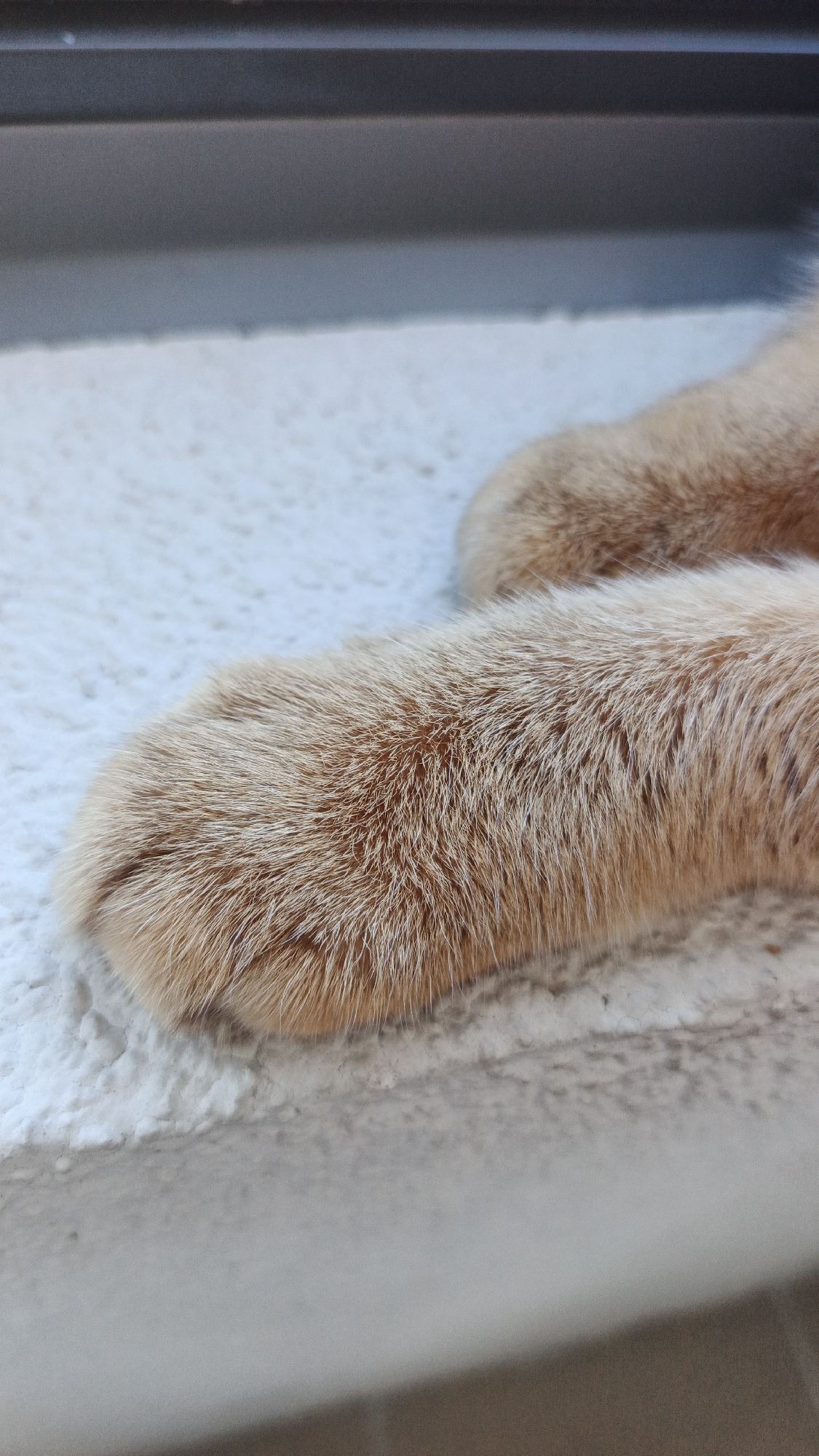 The image shows a close-up view of a ginger cat's paws resting on a textured, off-white surface. The cat's fur is a warm ginger color with darker reddish-brown streaks. The paws appear soft and well-groomed. A dark, horizontal element is visible at the top of the image, which could be a windowsill or ledge. The background surface is rough and uneven, with visible texture. There is no indication of the cat's full body or face, nor any other animals or people. The image does not contain any information about its location in Yekaterinburg, Russia.