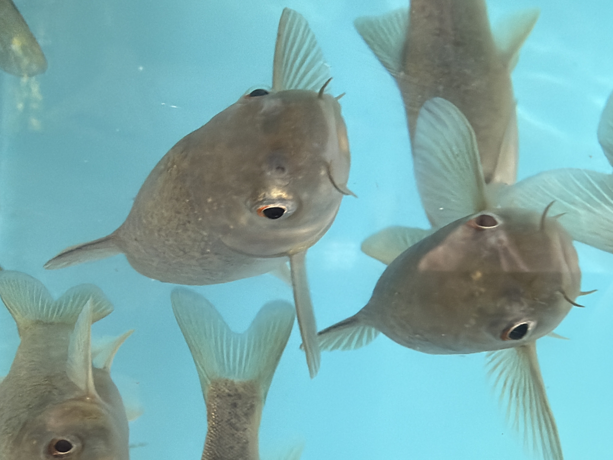 The image displays a close-up of several fish swimming in clear blue water. The fish are various shades of grey and have prominent fins and eyes. In the foreground, two fish are prominently featured, with one facing directly towards the camera and another angled to the side. The background shows other fish and the general environment of what appears to be an aquarium or natural body of water. There is no discernible information within the image that would allow for a description of its location in Chinarkent, Uzbekistan, or any other specific geographical context.