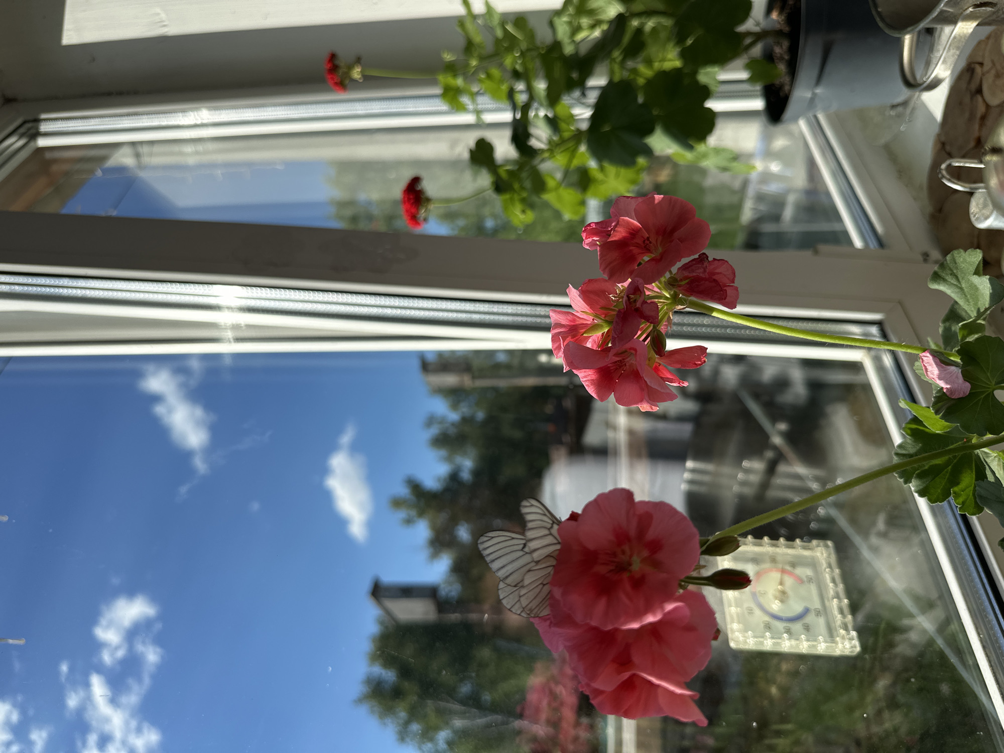 An outdoor scene is captured through a window. In the foreground, two pink geraniums are in bloom, one with a white butterfly on its petals. Behind the flowers, a thermometer is visible on the glass, indicating a temperature between 15 and 20 degrees Celsius. The background reveals a blue sky with white clouds, green trees, and structures that appear to be birdhouses. A potted red geranium sits on the windowsill to the right. The scene is illuminated by natural sunlight, casting shadows and highlights on the window frame and surrounding objects.