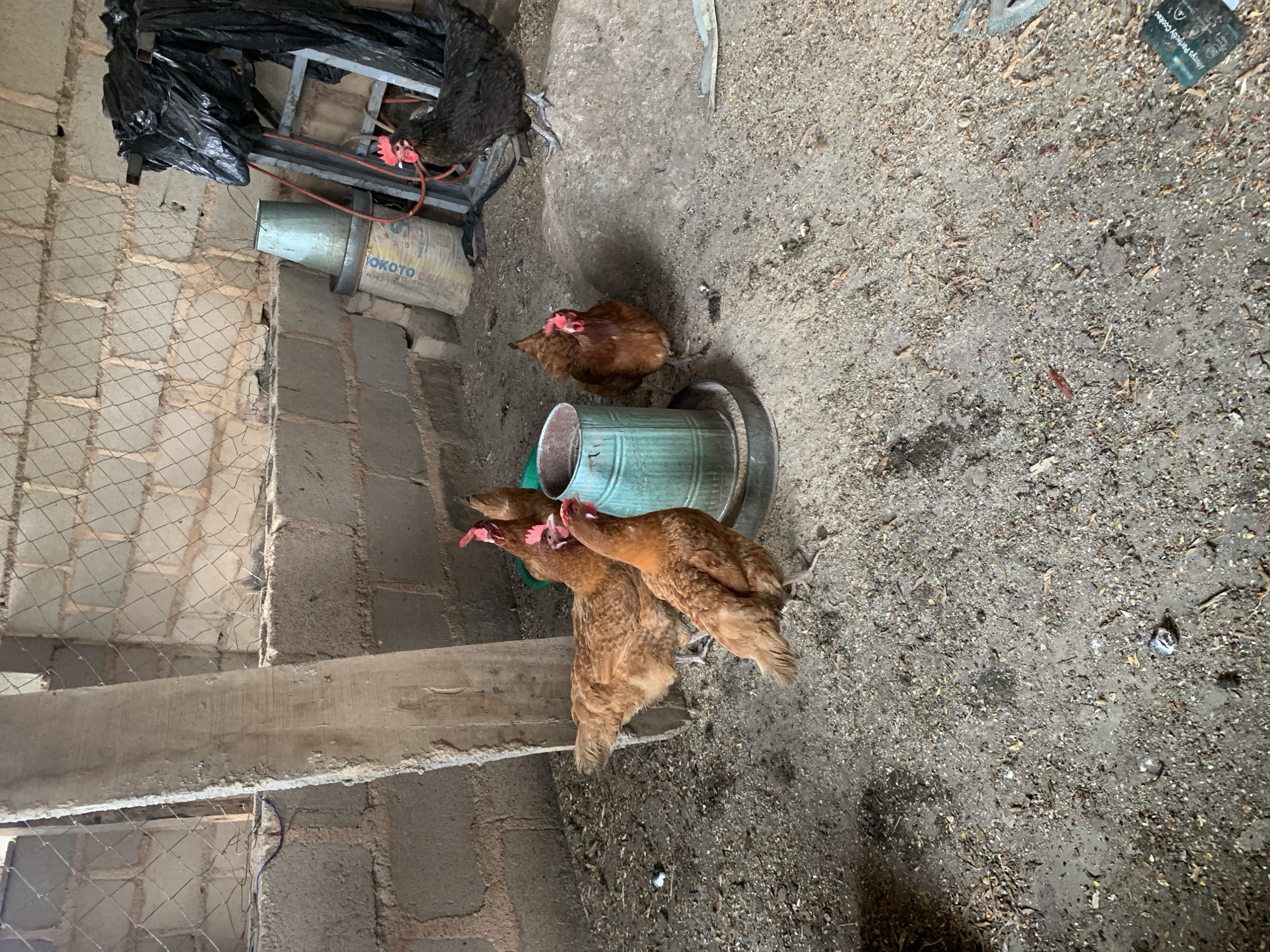 In an outdoor enclosure with a dirt and woodchip floor, five chickens are gathered around a teal-colored feeder. Four of the chickens are brown, with one closer to the camera and three further back. A single black chicken stands on a large rock to the right of the feeder. The enclosure has a concrete block wall with wire mesh covering the top portion. A wooden post is visible on the left side of the frame. Miscellaneous items, including a blue bucket and a ladder draped with black plastic, are present in the background.