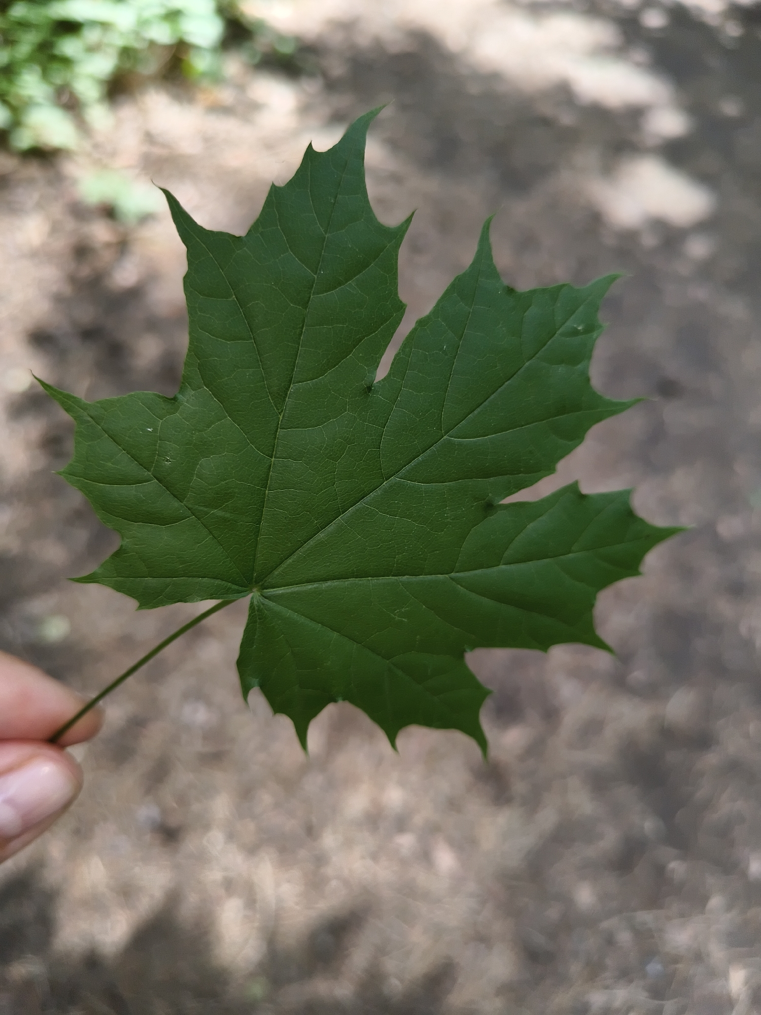 A hand holds a green maple leaf in focus against a blurred background of dry leaves and dirt. The leaf is a vibrant green with clearly defined veins and five pointed lobes. The background appears to be a path or ground covered with natural debris, suggesting an outdoor environment. The lighting indicates it is daytime.