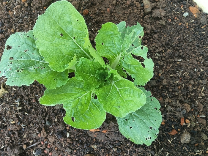 A young plant with broad, green leaves grows in dark soil. Many leaves have holes, indicating insect or pest damage. The plant is centered in the frame, surrounded by soil that appears moist. Small pieces of organic matter are mixed within the soil. The overall impression is of a plant struggling against pests in a garden setting.