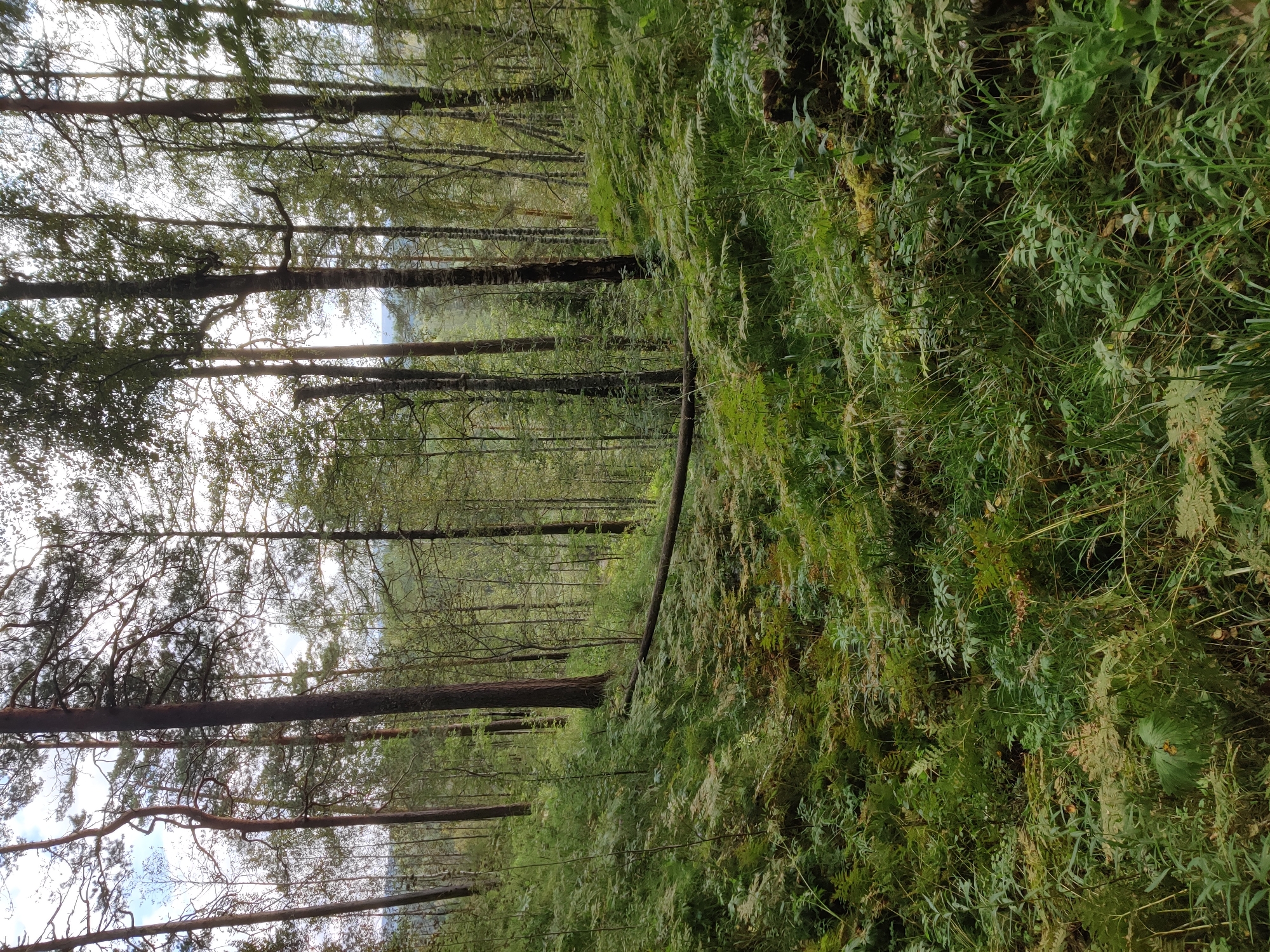 The image depicts a dense forest floor covered in ferns and other undergrowth, situated in the city of Bazhukovo, Russia. Tall trees with slender trunks, characteristic of a pine or birch forest, dominate the background, their branches forming a canopy overhead. A fallen log lies diagonally across the forest floor, partially obscured by the lush vegetation. The scene is natural and undisturbed, with no signs of human activity or presence. The lighting suggests it is daytime, with sunlight filtering through the trees.
