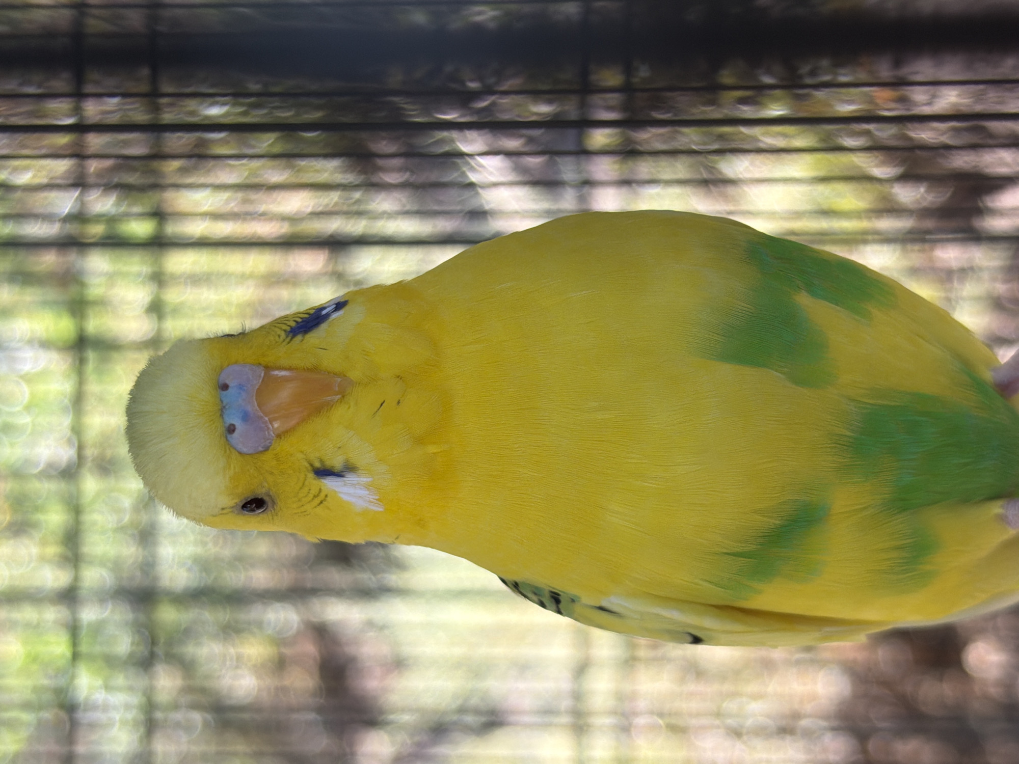 A bright yellow budgie with green markings on its wings is perched on a surface, viewed from the chest up. The budgie's beak is orange, and its cere is a pale blue with pinkish tones. The background consists of blurred green foliage and vertical dark bars, suggesting the budgie is in an enclosure, possibly a cage. The lighting is natural and bright, creating bokeh effects in the background. There are no people present in the image, and no specific location in Charvak, Uzbekistan is depicted.