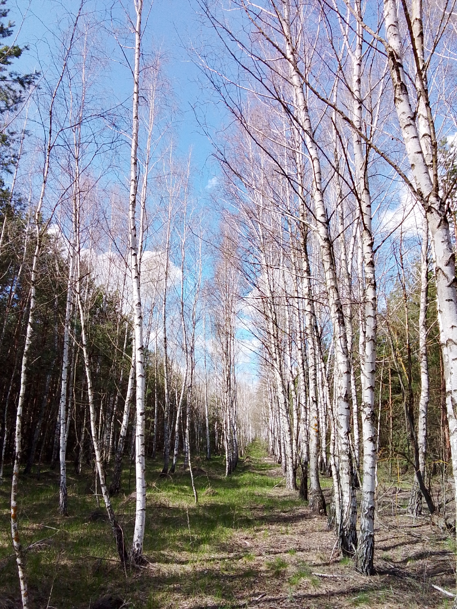 The image displays a serene, sunlit path cutting through a forest in Elets-Malaninskii, Russia. The scene is dominated by numerous tall, slender birch trees, characterized by their striking white bark with dark markings and intricate bare branches, which line both sides of a central grassy track. These trees form a natural avenue that recedes into the distance, guiding the viewer's eye along the pathway.
The ground of the path is a mix of vibrant green grass and scattered dry leaves or debris, indicating either late winter or early spring before the full foliage emerges on the birches. Beyond the immediate rows of birches, darker coniferous trees, likely pines, are visible, particularly towards the edges of the frame, suggesting a mixed forest environment.
Above the trees, a bright blue sky dotted with soft white clouds is visible, contrasting with the light-colored birch trunks and their dark branches. The bright natural light suggests it is daytime, likely late morning or early afternoon, with sunlight casting distinct shadows from the trees onto the ground. No people or visible text are present in the image.