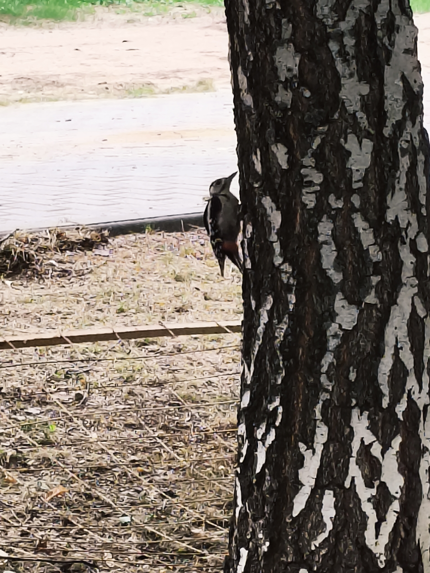 In the city of Unknown, Unknown, a great spotted woodpecker is perched on the side of a birch tree. The bird is facing left and its body is angled downwards. The woodpecker has black and white plumage with a red patch on its belly. The birch tree has a distinctive white and black bark. In the background, there is a paved walkway and dry grass with some scattered twigs and leaves. The overall scene depicts a naturalistic setting within an urban environment.