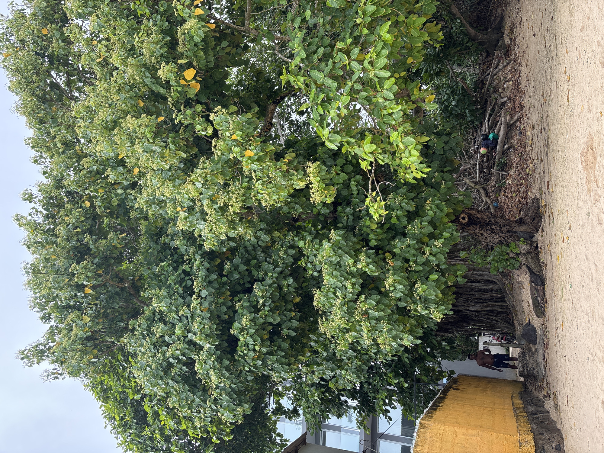 A large tree with dense green foliage occupies most of the frame. The tree appears to grow along a concrete sidewalk or path, next to a yellow wall or building structure. Further down the path, a shirtless man wearing shorts is walking away from the camera. There are other hints of buildings in the background. The location appears to be Weliweriya (SP), Sri Lanka.