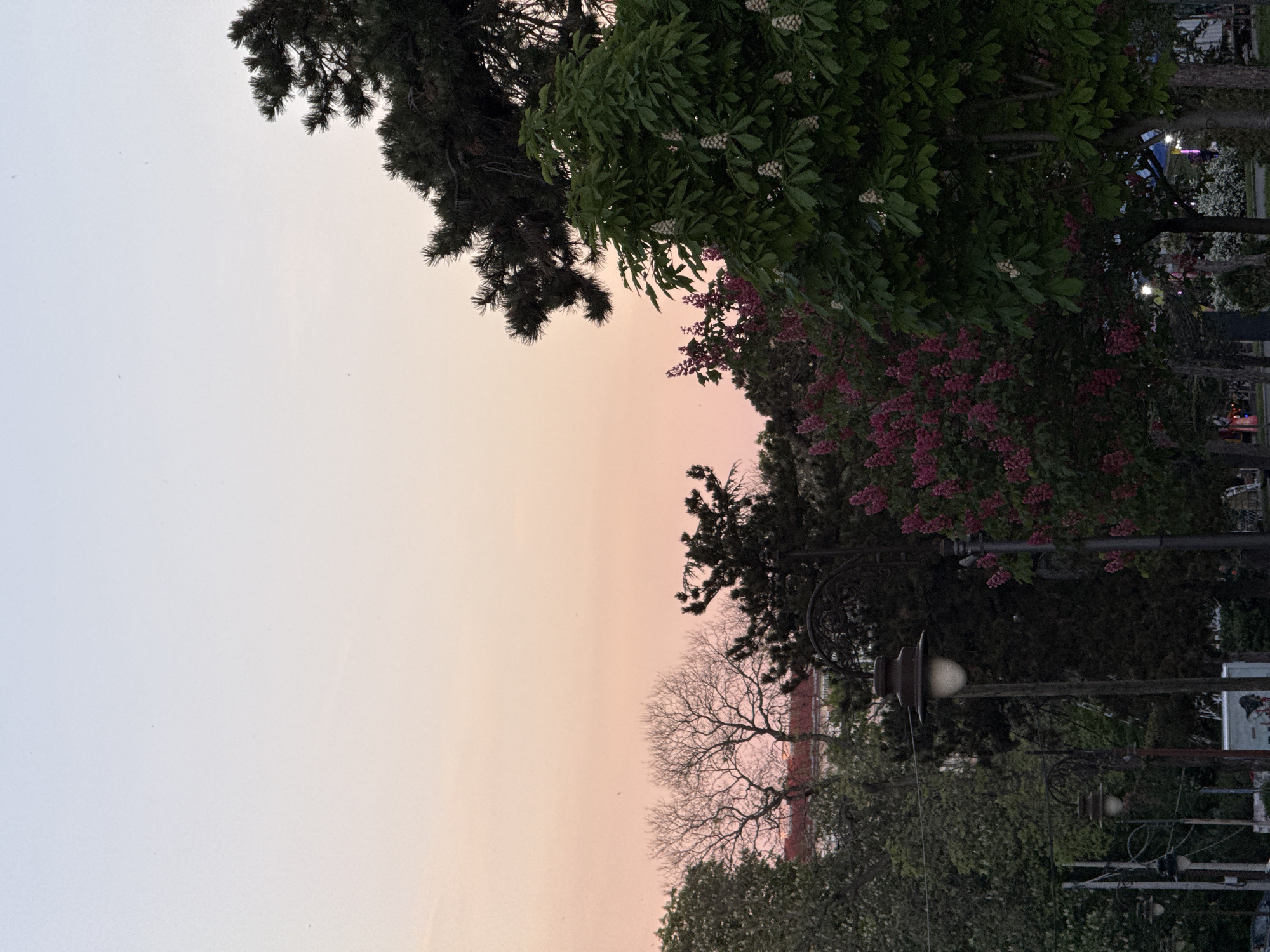 The image shows a row of trees and lampposts against a dusk sky in Belgrade, Serbia. The sky is a pale gradient from white to pale pink. Trees of various types are present, including evergreens, deciduous trees in leaf, and trees with pink blossoms. A series of ornate black lampposts line the right side of the image, partially obscured by foliage.