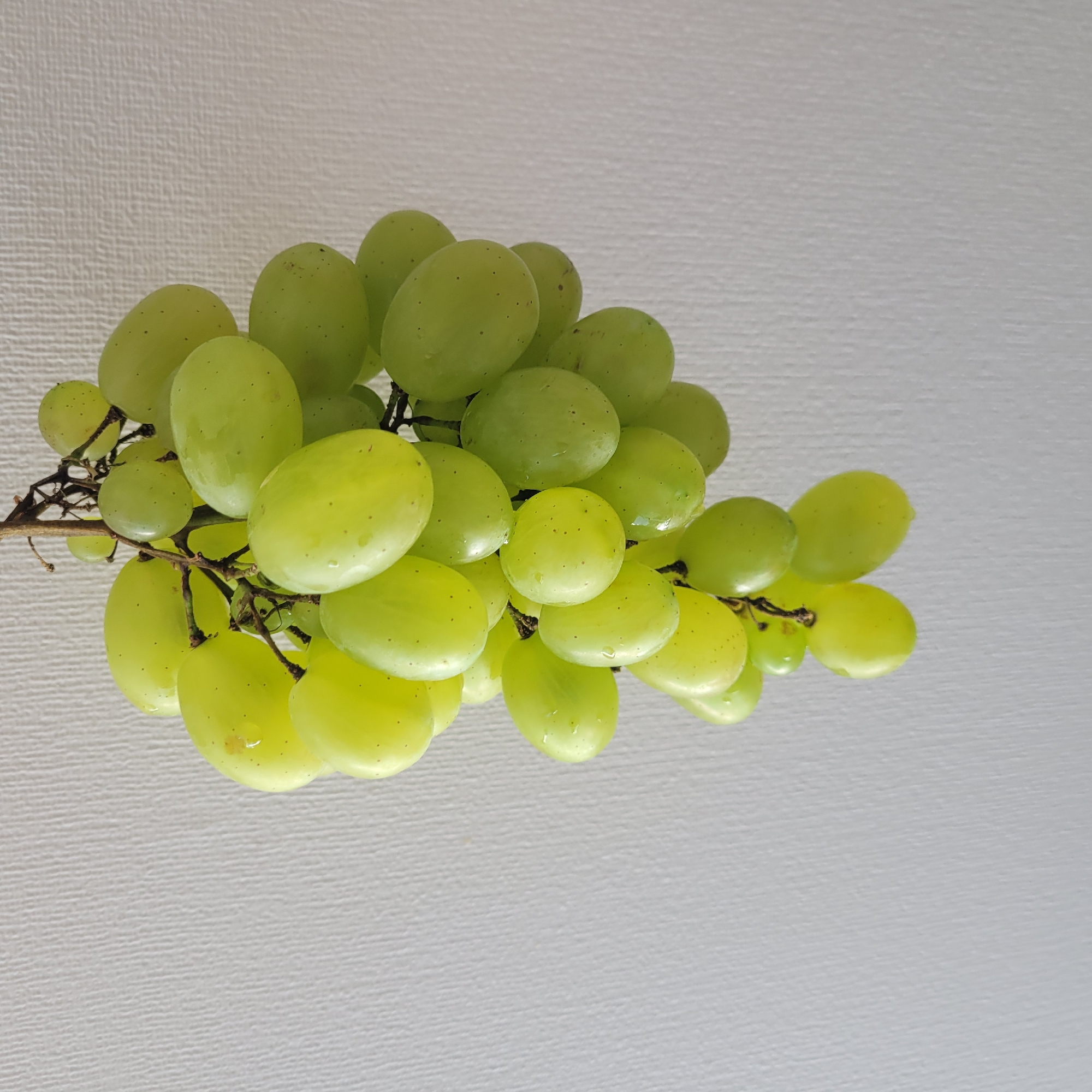 A bunch of green grapes hangs from a vine against a textured white background. The grapes are oval-shaped and plump, with some showing slight blemishes and a dewy sheen. The vine is dark brown and slender, branching out to hold the clusters of grapes. The lighting is bright and even, casting no discernible shadows. The scene appears to be indoors, with the white background possibly being a wall or a backdrop. There are no people or other objects visible in the frame. The image focuses solely on the grapes and their vine. The location in Jūrmala, Latvia, is not discernible from the visual information provided.