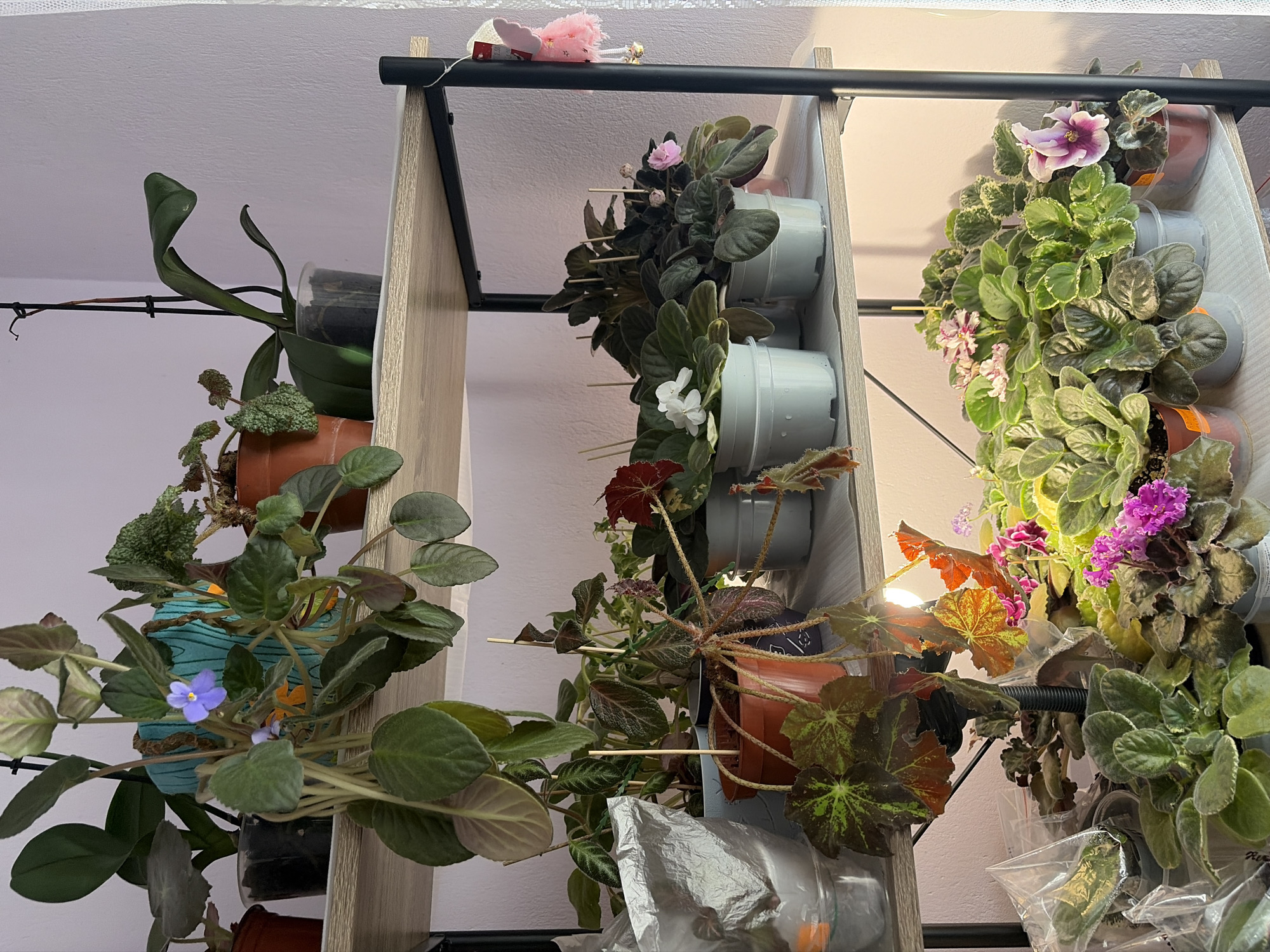 The image shows a shelf holding a collection of plants, primarily African violets, in an indoor setting. The plants are arranged vertically on the shelves, with some supported by wooden sticks. The pots holding the plants vary in material and color, including plastic and terracotta. Some of the plants are in bloom, displaying various shades of pink, purple, and white flowers. A grow light illuminates the plants from above. The shelf is made of light-colored wood and has a black metal frame. The background is a light lavender color. The location is Asenovgrad, Bulgaria.