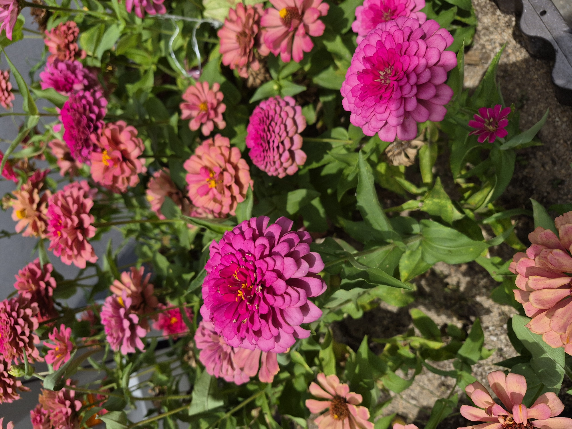 A close-up, eye-level shot captures a dense cluster of vibrant pink and fuchsia zinnia flowers blooming outdoors. The flowers, with their layered petals, are the primary focus, showcasing a variety of sizes and shades. Green foliage and stems are interspersed among the blooms. The ground beneath the flowers appears to be a mix of soil and small pebbles, suggesting an outdoor garden or planter. The lighting indicates a sunny day, casting some shadows and highlighting the textures of the petals. No people or animals are visible. The image was taken in a location within the city of Ansan, South Korea.
