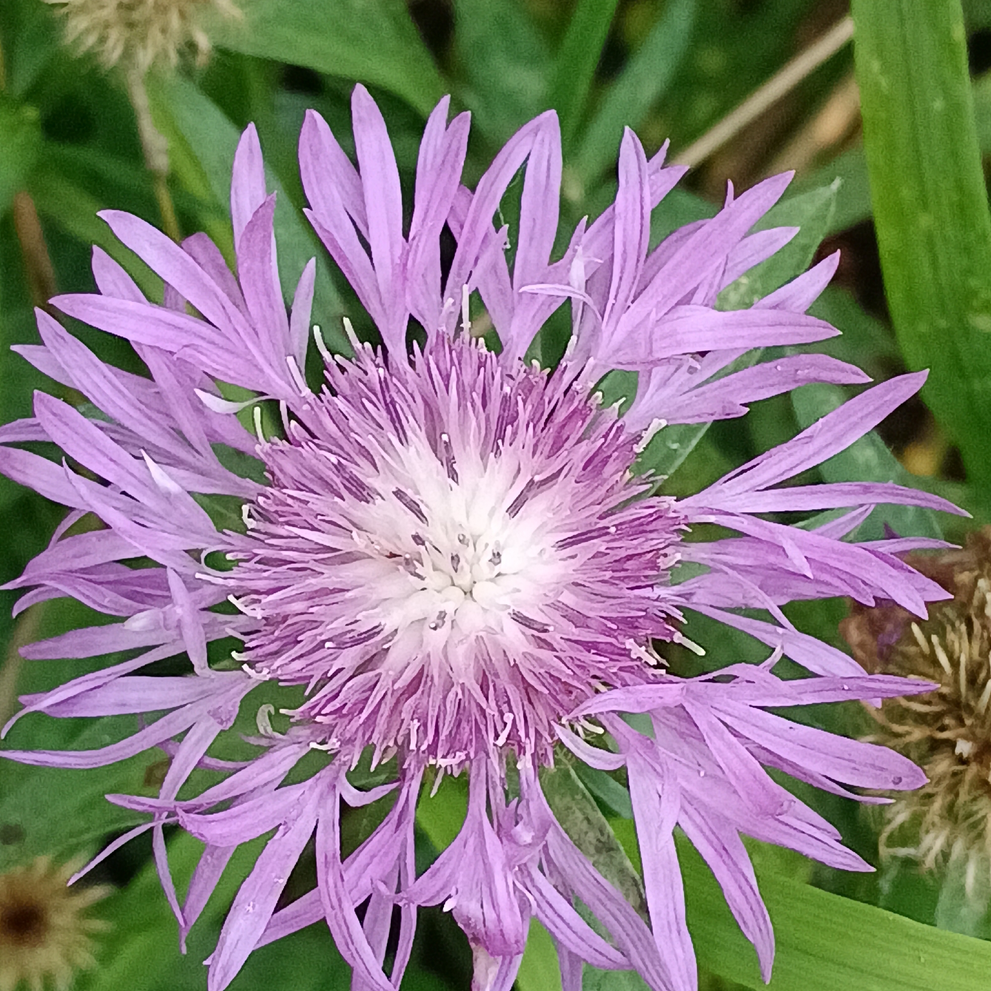 This is a close-up, top-down shot of a purple cornflower in Novinki, Russia. The flower's petals are a vibrant purple, with a lighter shade towards the center, which is composed of delicate, thread-like structures. The flower is set against a backdrop of blurred green foliage and some dried, brown plant matter. The lighting suggests it is daytime. There are no people or animals visible in the image.