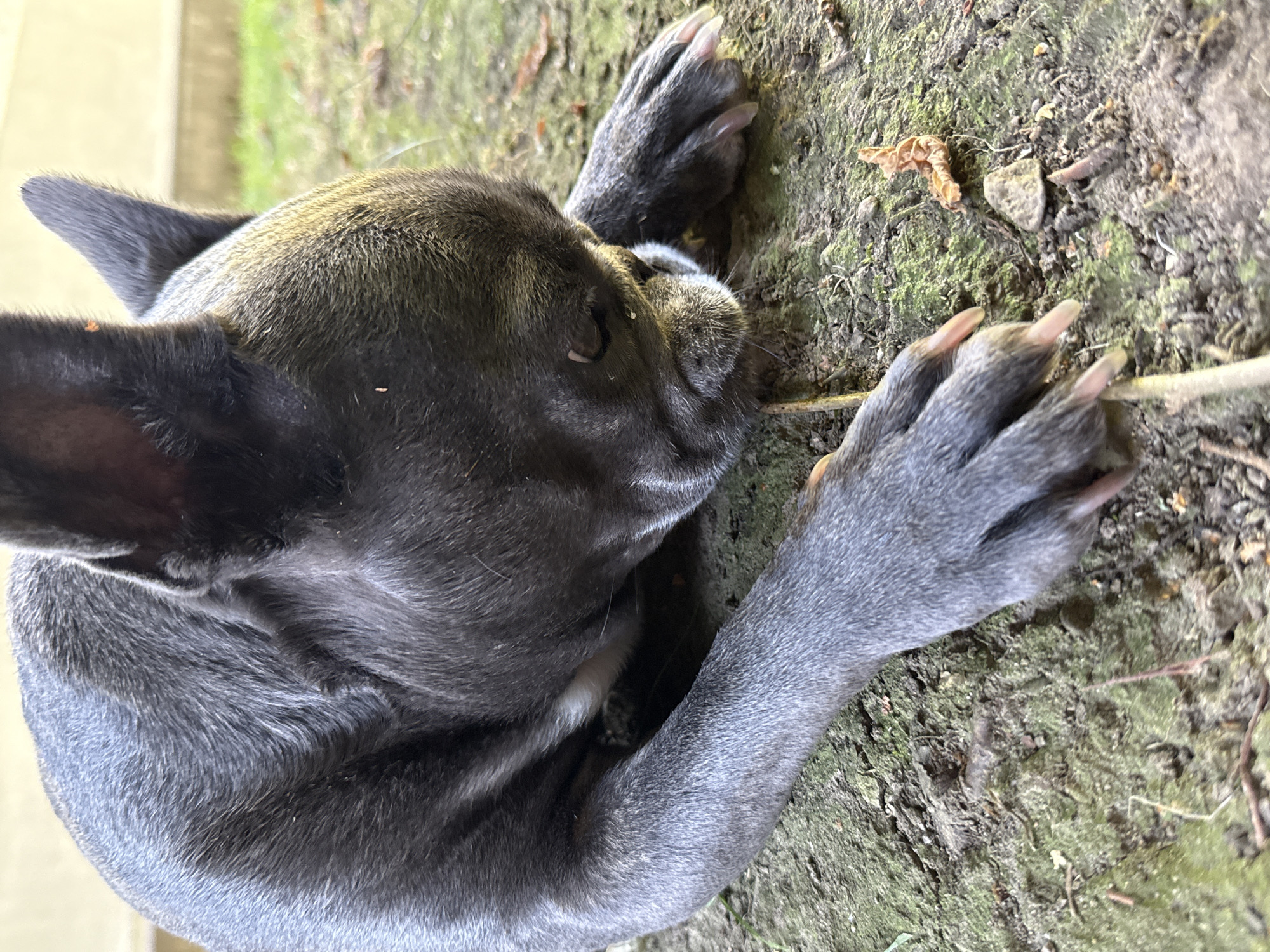 A dark gray French bulldog puppy lies on the ground in a grassy area. The puppy is looking down at the ground, with its nose close to a twig. The puppy's paws are visible in the foreground, and its ears are perked up. The ground is covered in dirt, grass, and fallen leaves. The background is blurred, but appears to be a fence and some greenery. The location is a backyard in Bad Sachsa, Germany.