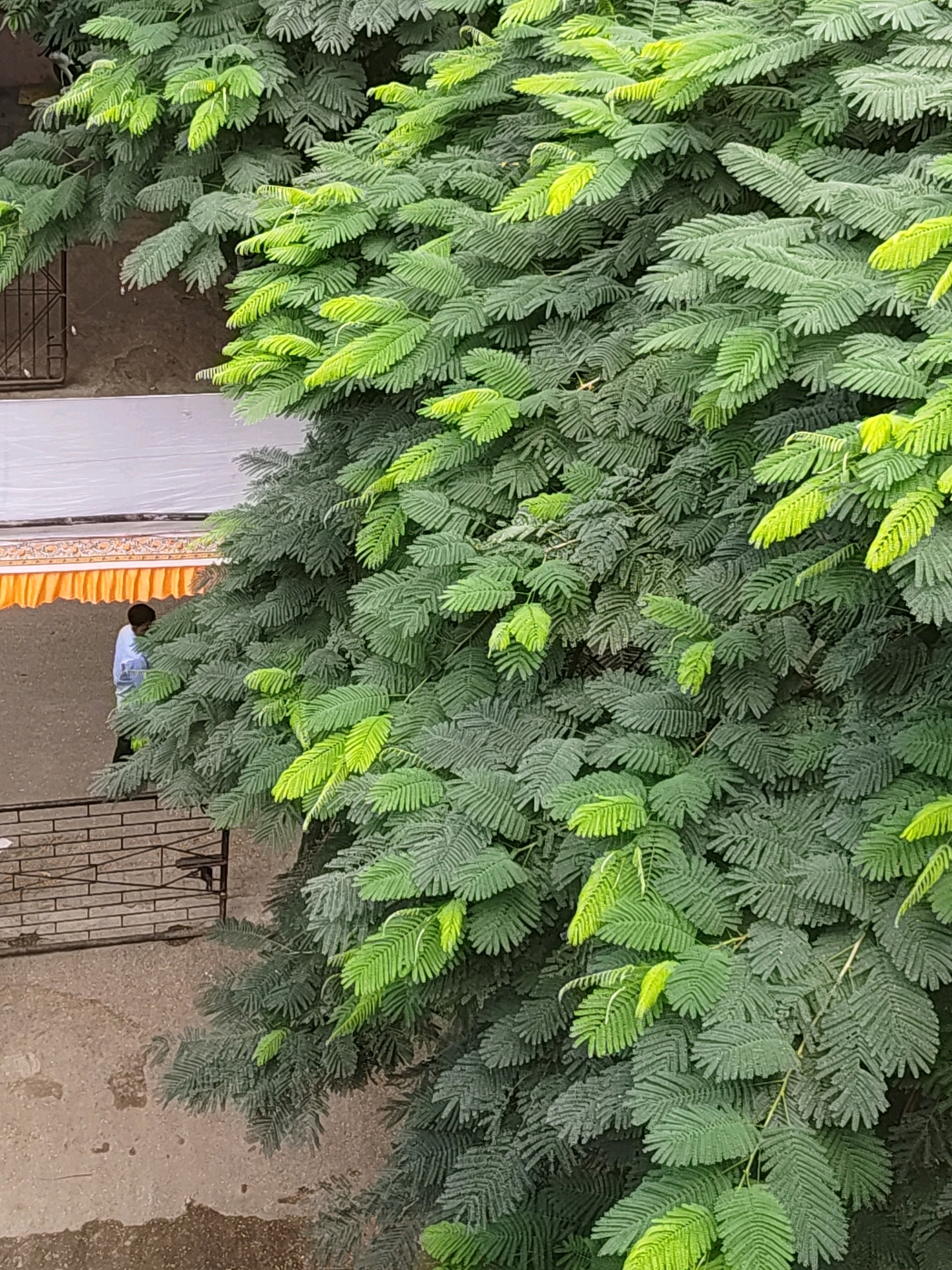 An outdoor scene in Pune, India features a dense canopy of green, feathery leaves of a tree dominating the right and center of the frame. The leaves vary in shade from deep green to bright lime green, suggesting new growth and varying light exposure. To the left, a building wall of rough texture is visible, partially covered by a white cloth draped over a structure adorned with an orange and yellow valance. A person, seen from the back and wearing a light blue shirt, stands near the valanced structure, looking away from the camera. Below, a section of a brick wall with a metal gate is visible, indicating an outdoor walkway or courtyard. The ground appears to be paved with concrete, with some wet patches. The image captures a snapshot of an urban environment with lush greenery.
