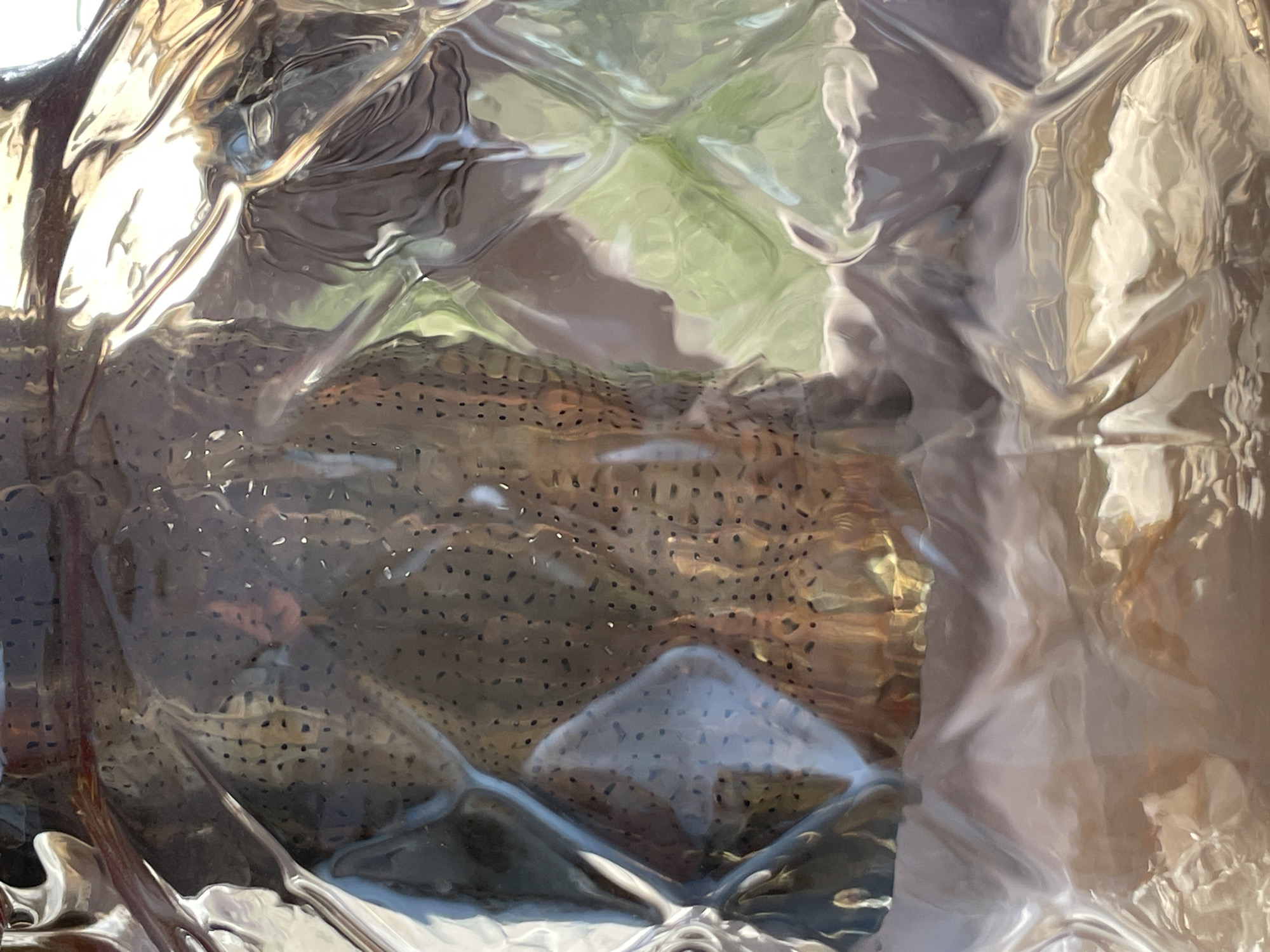 The image depicts a speckled object contained within a transparent, possibly plastic, wrinkled or creased bag. The object has a surface covered with numerous small, dark spots. The bag is reflective and distorts the view of the object, as well as some blurry background elements that may include foliage or outdoor lighting. The location is Unknown, Unknown.
