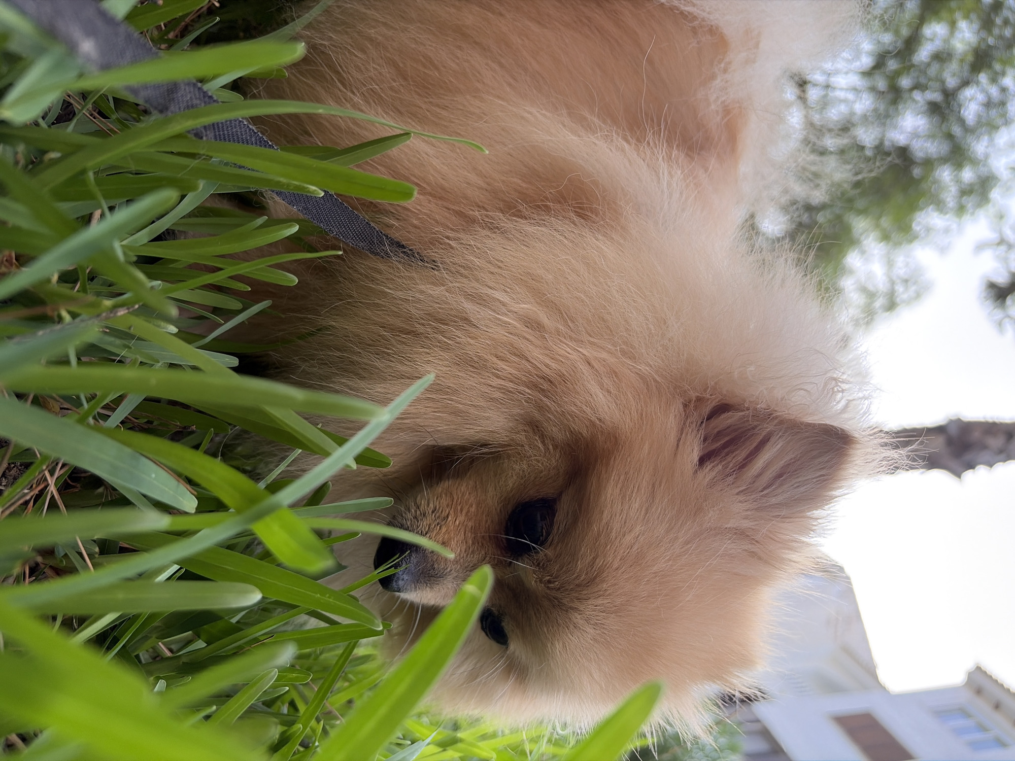 A medium shot of a light brown Pomeranian dog is captured from a low angle, looking down into lush green grass. The dog's fur is fluffy and light brown, with its face slightly obscured by blades of grass. Its eyes are dark and appear to be looking downwards. A black and grey leash is visible, partially covered by the grass and the dog's fur. In the background, out of focus, are hints of trees, a building, and a bright sky, suggesting an outdoor urban environment in Torrevieja, Spain.