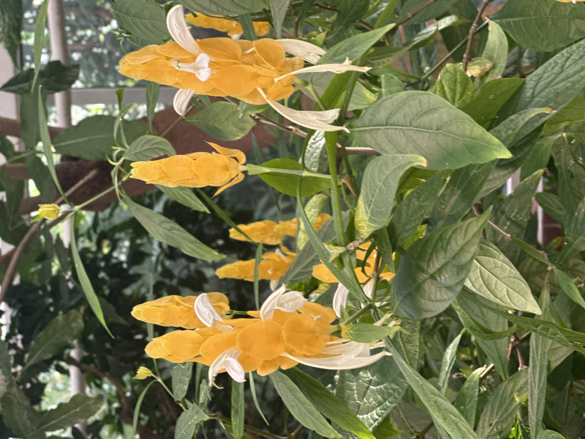 In an indoor botanical setting, a cluster of golden shrimp plants (Pachystachys lutea) are in full bloom, with their vibrant yellow bracts and delicate white flowers creating a striking visual display. The plants are nestled amongst lush, green foliage, creating a dense, verdant backdrop. The flowers, shaped like shrimp, are arranged in upright spikes, with their bright yellow color intensified by the ambient light. Several of the flower spikes are visible, some in sharper focus than others, and they are interspersed with the broad, textured leaves of the plant. The overall impression is one of natural beauty and tropical abundance, suggesting a well-maintained greenhouse or conservatory environment. The image captures the intricate details of the flowers and leaves, highlighting the plant's unique and eye-catching form. The background is slightly blurred, drawing attention to the foreground subjects, and hints at the presence of other plants and perhaps structural elements of the enclosure.