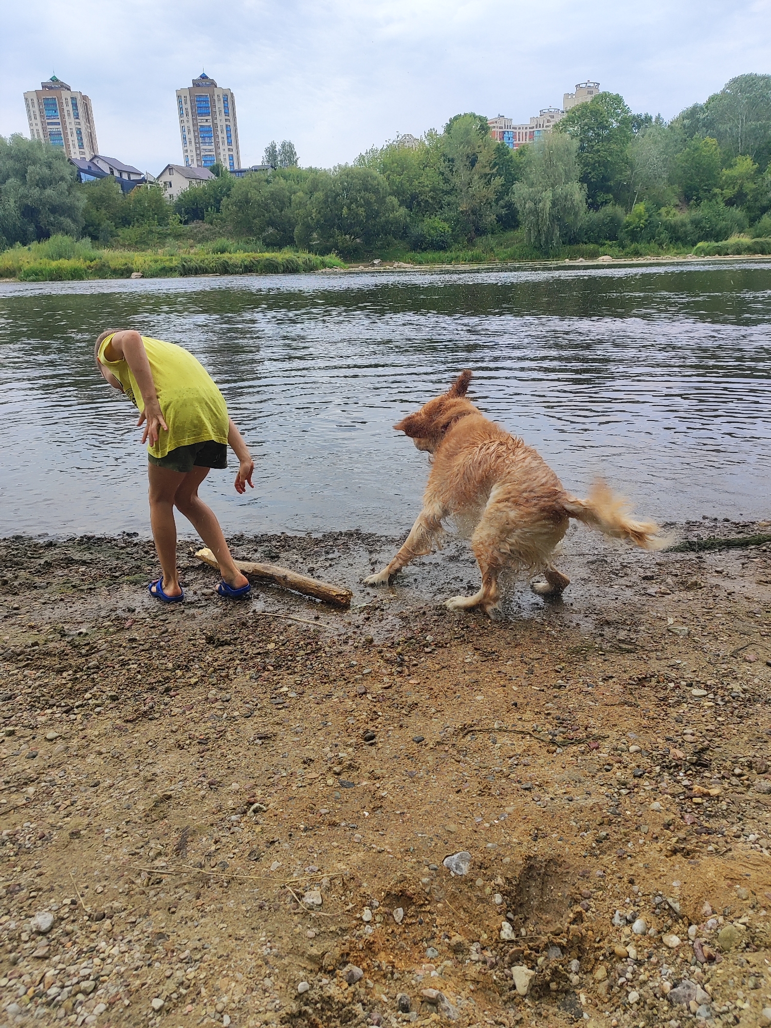 An overcast day by the Neman River in Hrodna, Belarus, features a person in a bright yellow t-shirt and dark shorts, wearing blue sandals, bent over on a gravelly shore, interacting with a wet, golden-colored dog. The dog, mid-shake, sprays water as it turns away from the person. A fallen log lies on the shore near the person's feet. In the background, the Neman River flows calmly, bordered by a lush green treeline and distant modern apartment buildings, characteristic of the urban landscape along the river in Hrodna. The sky is cloudy, contributing to the diffused natural light.