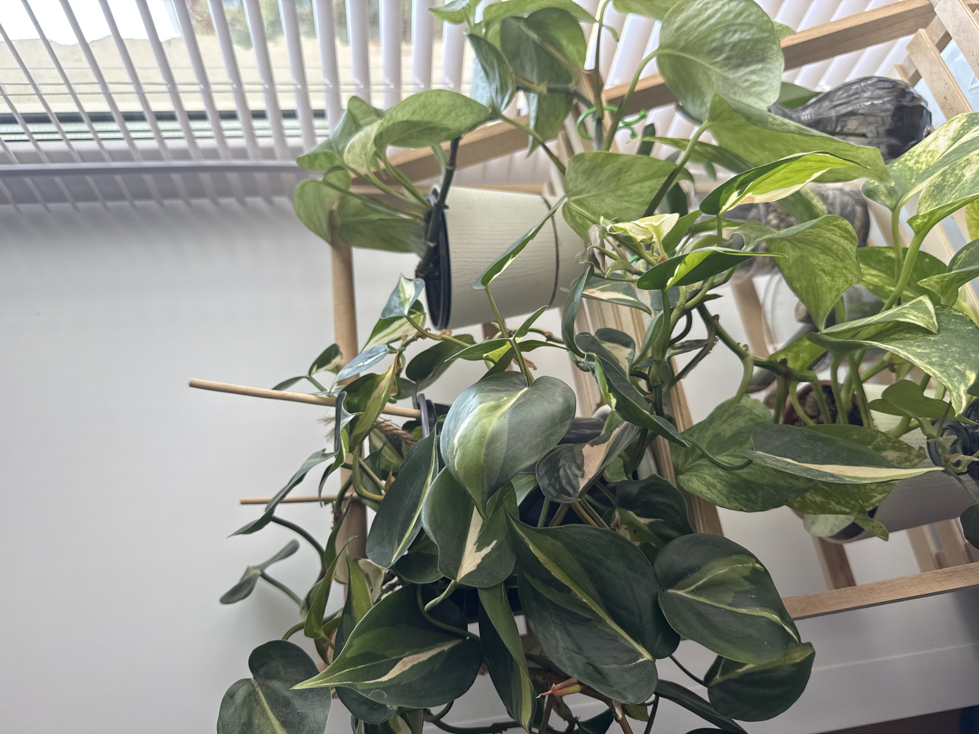 The image shows a close-up of a plant display. The plants are housed in containers, and the display is supported by a wooden trellis-like structure. The plants include several varieties of pothos and philodendron. In the background, a window with horizontal blinds can be seen.
The location cannot be confirmed as Votkinsk, Russia. The image lacks the details needed for that determination.
