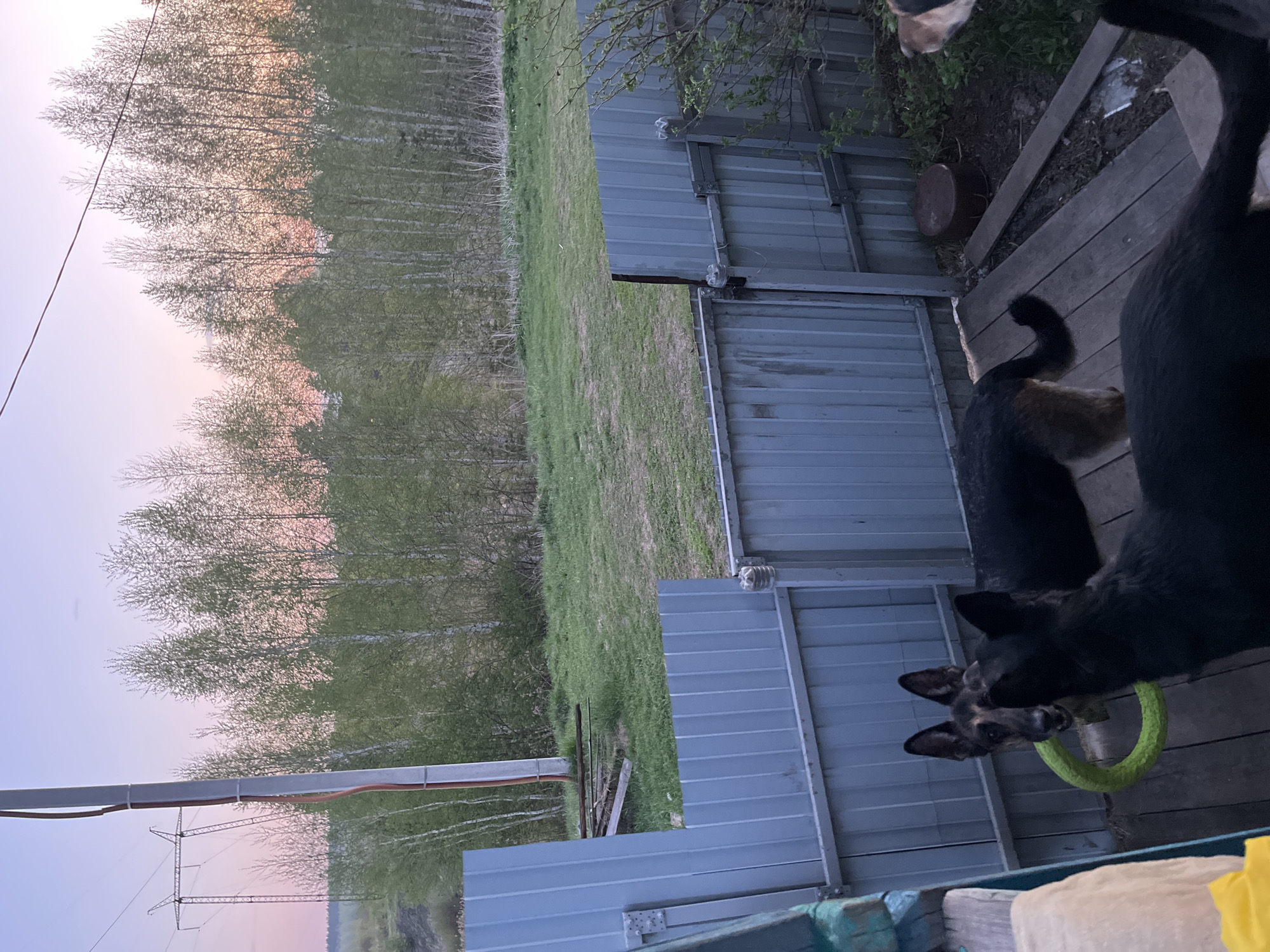 The photograph depicts a scene in a rural or semi-rural setting, possibly in the vicinity of Nizhny Tagil, Russia, based on the appearance of the landscape and typical construction styles. The image is vertically oriented.
The foreground shows a section of a wooden deck or platform adjacent to a corrugated metal fence. Two dogs are present, one mostly visible and the other partially obscured. The more visible dog is dark-colored, possibly a German Shepherd mix, holding a green circular toy.
Beyond the fence, there is a grassy area leading to a dense copse of trees with delicate, bare branches, suggestive of birch or similar deciduous trees. The sky is visible above the trees, exhibiting a soft pink hue, indicating sunrise or sunset. In the lower left corner, there is a section of a power line and a transmission tower, indicating the presence of electrical infrastructure.