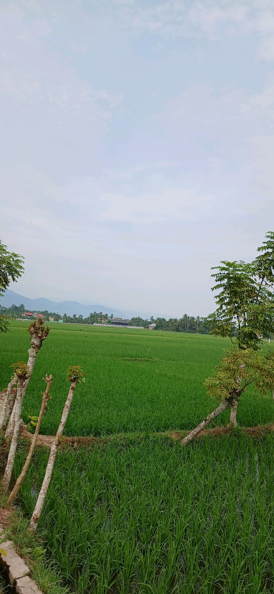 The image depicts a vast, vibrant green rice paddy field under a cloudy sky. In the foreground, several weathered, cut tree trunks with new shoots emerge from the ground, creating a rustic border. To the right, a lone tree with lush green foliage leans into the frame, its trunk angled towards the rice field. In the mid-ground, the uniform expanse of the rice field stretches out, dotted with a few white birds. Beyond the field, a cluster of buildings, including what appears to be a school or large institution with a long, multi-story structure, is nestled amongst palm trees and other greenery. The background is dominated by a range of hazy, blue mountains, suggesting a rural or semi-rural setting. The overall impression is one of serene agricultural landscape. Based on the provided context, this scene is located in Alue Barat, Indonesia.