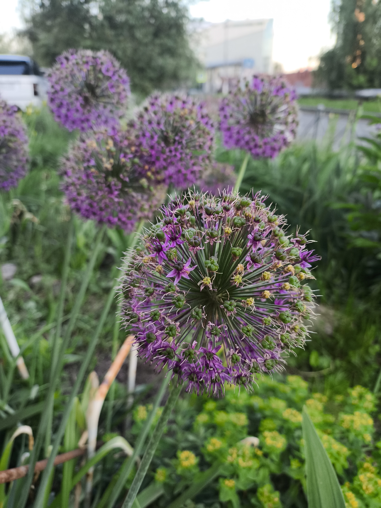 The image presents a close-up, low-angle view of a vibrant purple allium (ornamental onion) flower in sharp focus, situated in an outdoor garden or green space. The main flower, positioned slightly to the right of the frame's center, is a large, spherical cluster composed of numerous tiny, star-shaped purple florets. These florets are interspersed with small, emerging green and yellowish seed pods or undeveloped buds, giving the flower a detailed, somewhat spiky texture. Its robust green stem extends downwards.
In the midground, several other similar purple allium flowers are visible, rendered in a soft blur, contributing to the depth of field. The surrounding area is rich with various shades of green foliage, including tall grass-like leaves and other leafy plants, some partially out of focus. A thin, white object, possibly a plant stake, and a reddish-brown stem are faintly discernible in the lower left area among the greenery.
The background is heavily blurred, suggesting a soft daytime setting with diffused light. Visible through the blur are hints of an urban or suburban environment: a white vehicle (appearing to be a pickup truck or SUV) on the left side, and parts of a light-colored building with a roofline on the right. The sky above is light and hazy. There is no visible activity or text. The scene conveys a sense of natural beauty and tranquility within a cultivated setting.