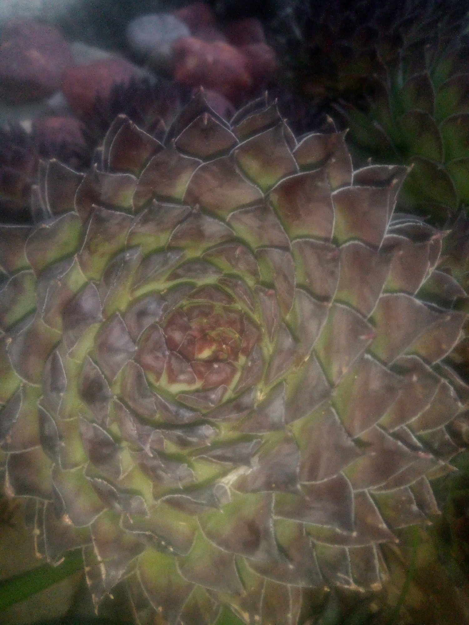 A close-up, slightly blurred, overhead shot features a dark, succulent plant with tightly packed, triangular leaves that spiral towards the center. The leaves are a deep, mottled purple-brown with hints of green visible between them. The background is dark and out of focus, showing indistinct shapes of other plants and possibly pebbles. The overall impression is of a textured, organic form. This image was taken at 19 Van der Merwe Street, Bethlehem, South Africa.
