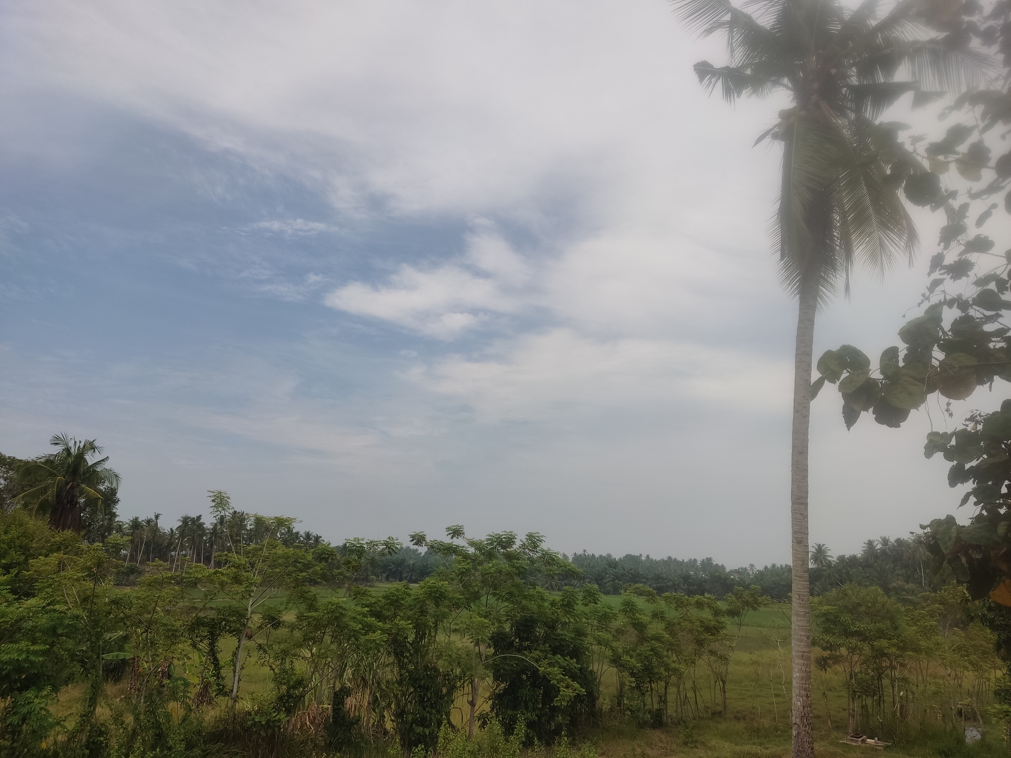 This is a photograph of a rural landscape on a cloudy day, likely in Payadua, Indonesia. In the foreground, a tall, slender palm tree stands prominently on the right side, with its fronds reaching towards the sky. To the left of the palm tree, a dense collection of green trees and foliage fills the mid-ground. Beyond this, a line of coconut palm trees stretches across the horizon, interspersed with a verdant green field, possibly rice paddies, indicating agricultural activity. The sky is overcast with white and gray clouds. There are no people or animals visible in the image. The environment appears to be natural and somewhat undeveloped, characterized by lush vegetation and a serene, tranquil atmosphere.