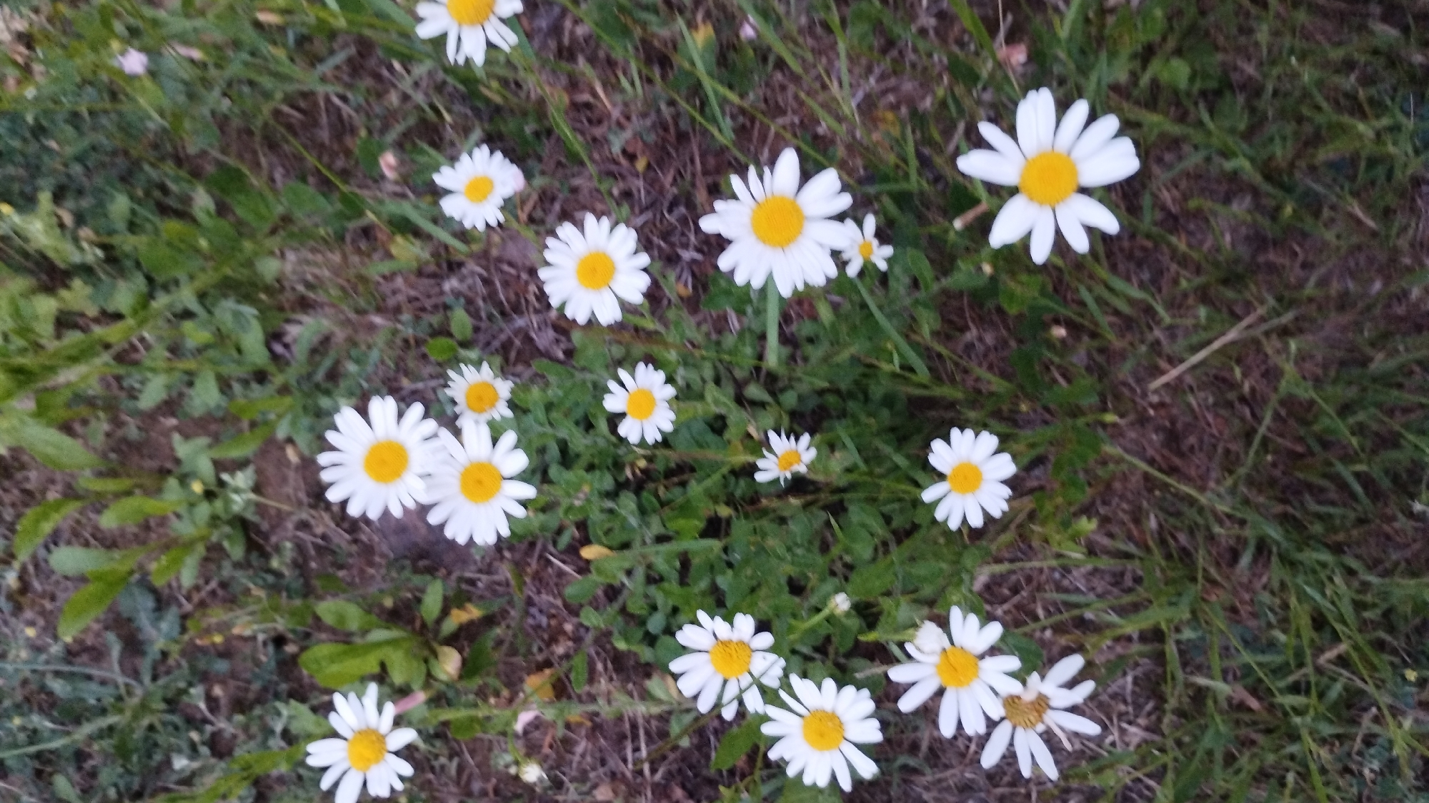 The image shows a close-up, overhead view of a patch of ground covered in daisies and green foliage. The daisies, with their white petals and yellow centers, are the primary subjects and are scattered throughout the frame. Some are in full bloom, while others are smaller or in various stages of opening. The background consists of brown soil and varying shades of green grass and leaves, suggesting an outdoor, natural setting. There are no people or animals visible in the image. The overall impression is one of a wild, uncultivated area with a focus on the flowers. The specific location in the city of Shaian, Ukraine is not discernible from the image itself, as it lacks any identifying landmarks or contextual clues.
