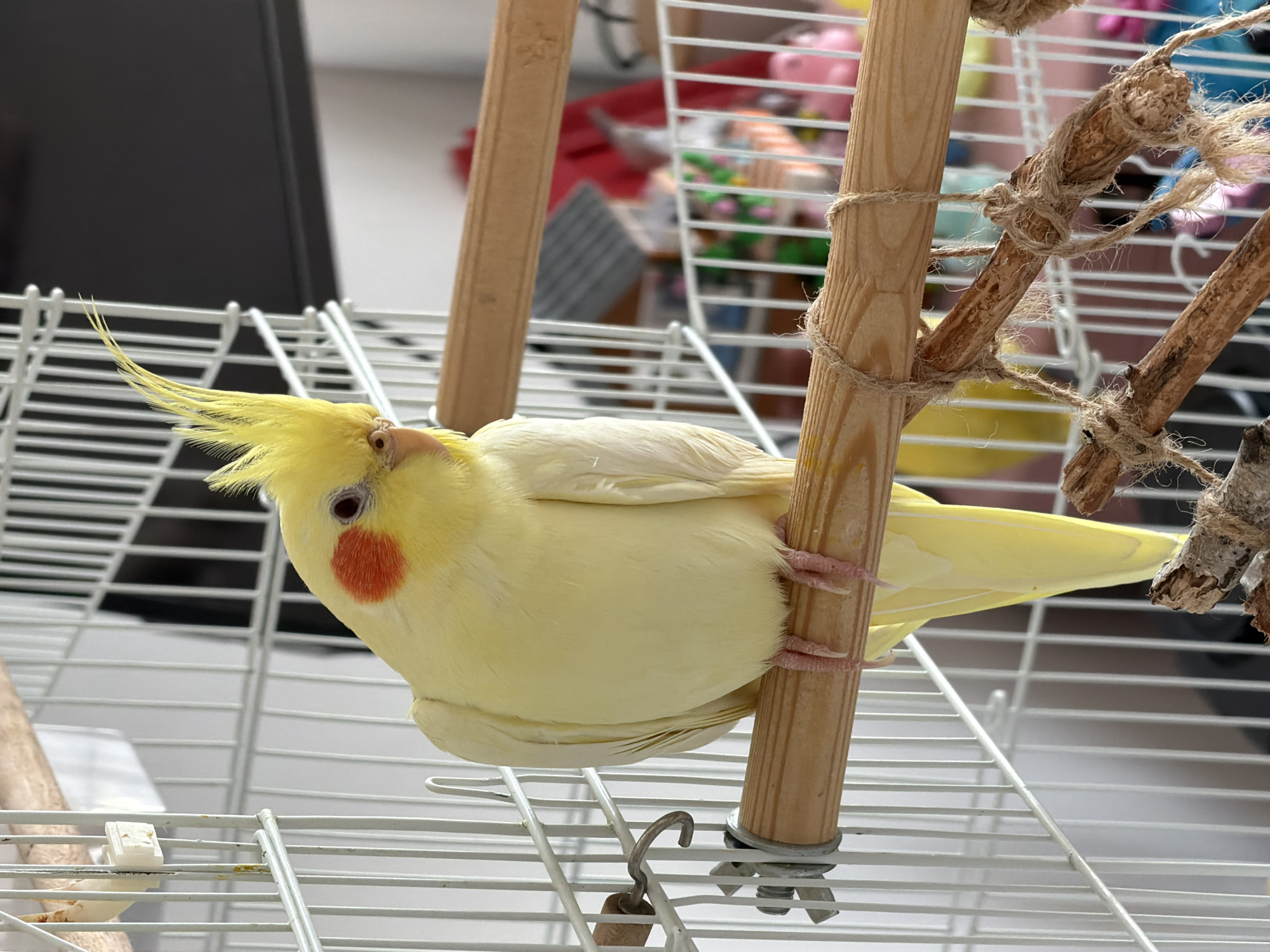 A light yellow cockatiel is perched on a wooden dowel inside a white wire birdcage. The bird has orange cheek patches, a red eye, and a yellow crest. Its feet are gripping the perch, and its tail feathers extend downwards. The cage bars are visible, and in the background, there are some colorful toys and blurred objects, suggesting the interior of a room. The image is well-lit, with natural light coming from the side. The scene does not provide any information about its location in the city of Krasnoyarsk, Russia.