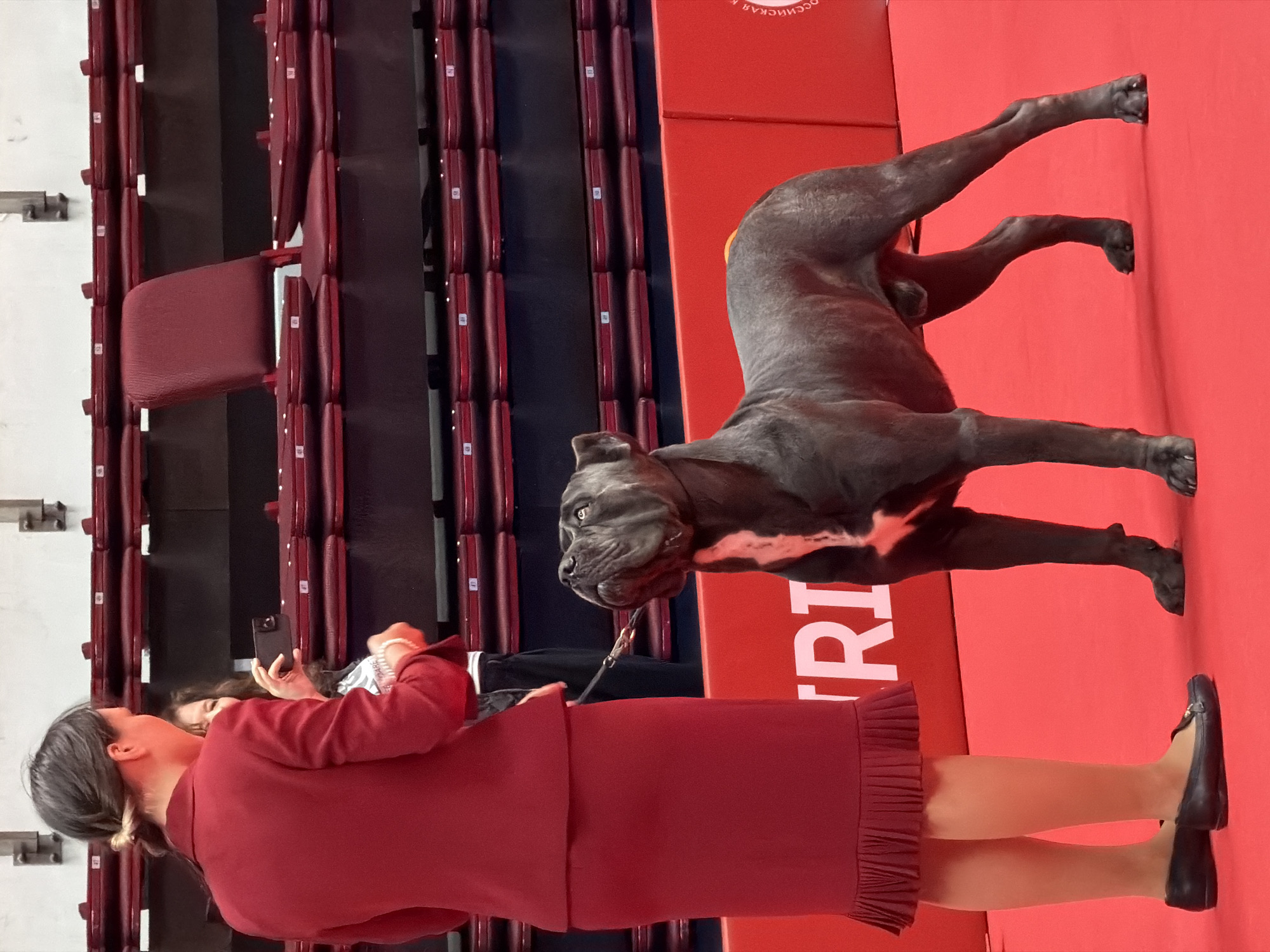 In Saint Petersburg, Russia, at an indoor event possibly a dog show, a woman in a formal red suit, with her hair in a bun, stands on a red carpet. She holds a black leash attached to a large, dark gray dog, a Cane Corso, which is looking up at her. The dog has white markings on its chest. Behind them, rows of dark red stadium seats are visible. Another person, partially obscured, is taking a photo with a smartphone. The environment suggests an organized event with spectators and participants.