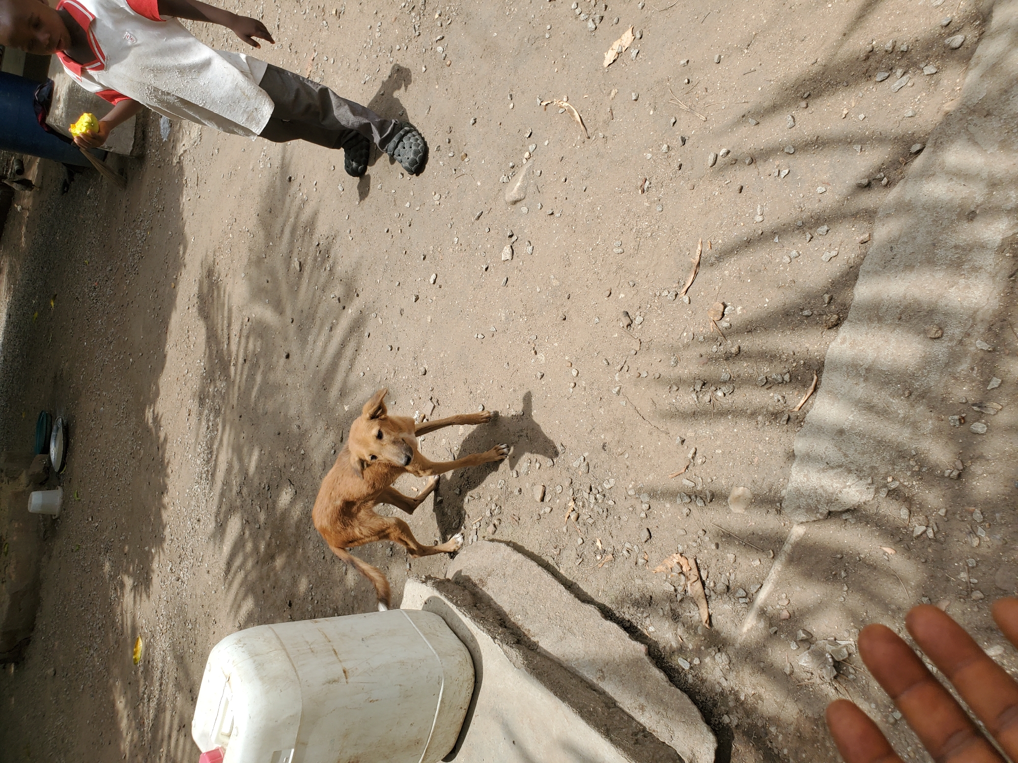 This image captures an outdoor scene in Mararaba, Nigeria, on a bright, sunny day. The primary subjects are a child and a dog interacting on a ground surface composed of dirt and small gravel.
A small, lean, light brown dog is prominently featured in the lower-middle section of the frame, appearing to be in motion or a playful stance. Its front paws are extended upwards and outwards, and its body is arched. To the left, a child, likely a boy, is partially visible from the waist down, wearing a white polo shirt with red trim and dark trousers. The child holds a bright yellow object, possibly a piece of fruit like a mango or a toy, in their hand. Dark sandals cover the child's feet. A dark-skinned hand is partially visible in the bottom right corner, possibly belonging to an adult or the photographer.
The setting is an open, unpaved area. Strong, distinct shadows of what appear to be palm fronds are cast across the ground, indicating direct sunlight and a clear sky. Near the dog, a white plastic container or bucket is visible, along with a concrete step or block. Further back on the left side of the frame, near the child's position, two metallic bowls and a white plastic cup are on the ground, likely for pet food and water. The overall impression is a casual, warm interaction between the child and the dog. There is no visible text in the image.