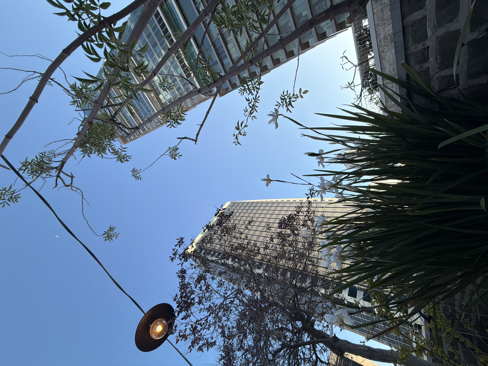 This image, captured from a low, upward-looking perspective, depicts an urban environment in Tel-Aviv, Israel, characterized by a blend of modern architecture and natural elements under a clear sky.
Two contemporary high-rise buildings are prominent. The one on the left displays a distinct grid pattern of numerous windows, reflecting the bright blue sky. Another building is visible on the right side, its facade partially obscured by trees and foliage.
Various forms of vegetation frame the scene. In the upper left, branches with sparse green leaves extend across the sky. On the right, a plant with long, dark green leaves and several delicate white flowers (resembling irises or gladioli) stands prominently. Below this, a tree with dark, possibly autumnal or leafless branches, stands in front of the right-hand building.
In the lower left, a black hanging pendant light fixture is visible, featuring a glowing, warm-toned incandescent bulb. A thick black cable stretches diagonally across the middle of the left side, likely suspending the light or serving another utility. High in the clear blue sky, above the cable, a faint white crescent moon is discernible.
The overall scene suggests late afternoon or early evening, given the bright sky, visible moon, and the illuminated light fixture. The weather is clear and sunny. There are no people or specific activities depicted, lending a calm and static quality to the urban landscape. No visible text is present in the image.