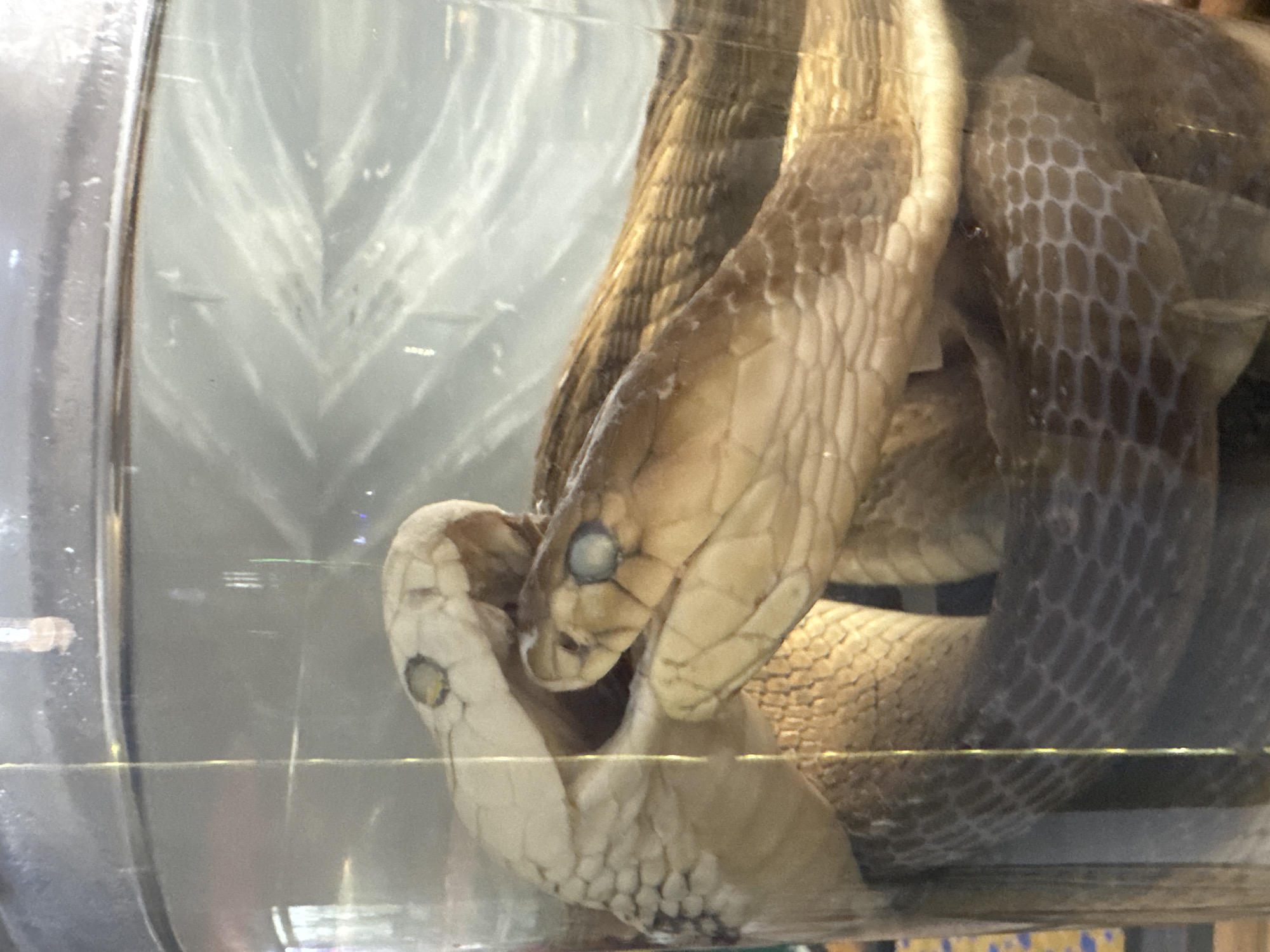 The image shows two preserved snakes coiled together inside a clear glass jar, which appears to be filled with liquid. One snake is lighter in color, with a pale head and visible eye. The other snake is darker brown and beige, with scales clearly visible. Both snakes are intertwined, with their heads in proximity to each other. The jar is cylindrical and appears to be on display, possibly in a shop or museum, given the blurred background which suggests a reflective surface and possibly other items on display. The lighting in the image is diffuse, creating reflections on the glass surface. There is no indication of the specific location within Bac Nha Trang Ward, Vietnam.