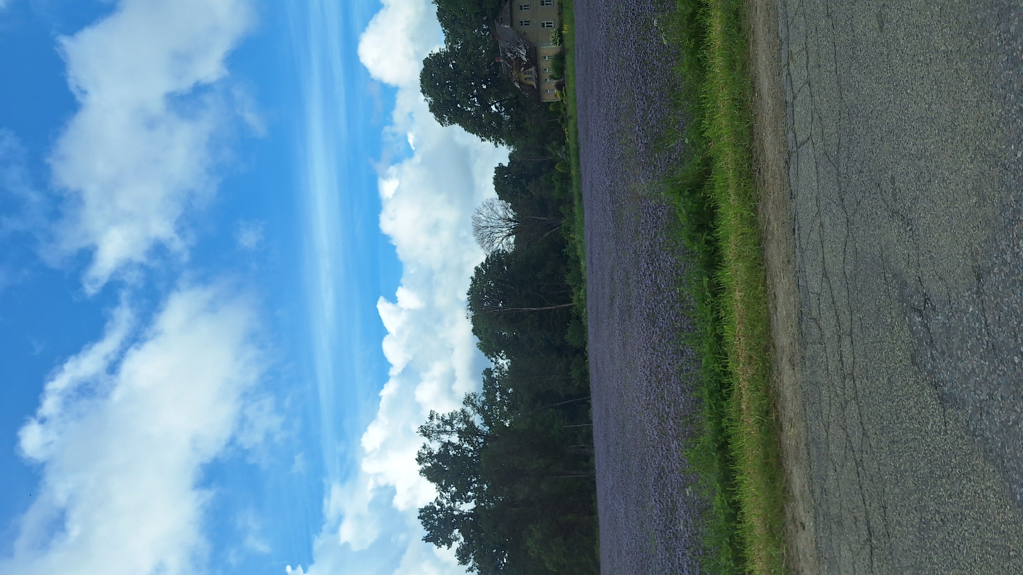 The image displays a rural landscape under a bright blue sky with scattered white clouds. In the foreground, a cracked asphalt road runs horizontally. Beyond the road, a strip of green grass and vegetation separates it from a vast field of purple flowers. In the middle ground, a dense line of trees forms a dark green backdrop to the flowering field. To the right of the trees, a two-story building with a light-colored facade and a dark roof is visible. The building appears to be a house with windows and an entrance. The overall scene depicts a serene countryside setting in Lēdmane, Latvia.