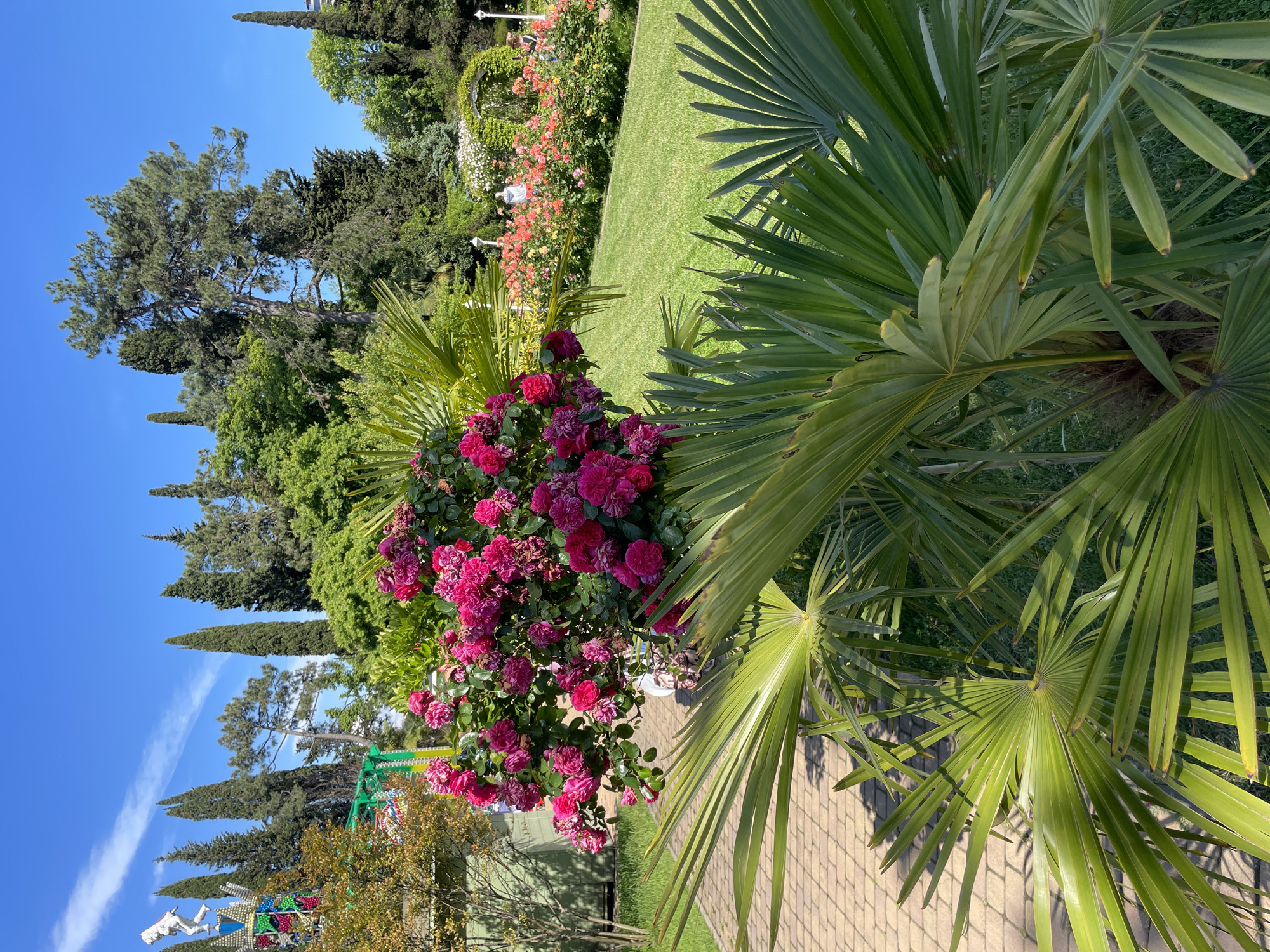 This outdoor image captures a vibrant, sunlit scene within a lush botanical garden or park, likely in Sochi, Russia. The perspective is slightly elevated, looking across a garden path and green spaces.
In the foreground, large, bright green fan palm fronds dominate the right side and extend slightly into the left, casting shadows on a light-colored paved walkway that curves gently through the scene. Immediately to the left of the pathway, a dense bush laden with numerous dark pink and magenta roses is in full bloom, adding a strong pop of color.
The mid-ground features a meticulously maintained lawn of bright green grass. Beyond the grass, a variety of flowering shrubs, including some with orange and yellow blossoms, are visible. An elegant, arch-shaped trellis covered in climbing plants is set within this garden area, and several white lampposts or decorative lights are scattered among the plantings.
The background is filled with a dense array of trees, primarily tall, slender cypress trees and larger, more rounded coniferous trees like pines or cedars, creating a rich green backdrop against the clear sky. In the far distance on the left, a portion of what appears to be an amusement park is visible, featuring a colorful ride structure and a white statue or figure, possibly a spaceman. A few indistinct figures of people can be seen walking through the distant garden.
The time of day is daytime, evidenced by the bright sunshine and distinct shadows cast by the palm fronds on the pathway. The weather is clear and pleasant, with a brilliant blue sky and only a few wispy white contrails visible. No discernible text is present in the image.