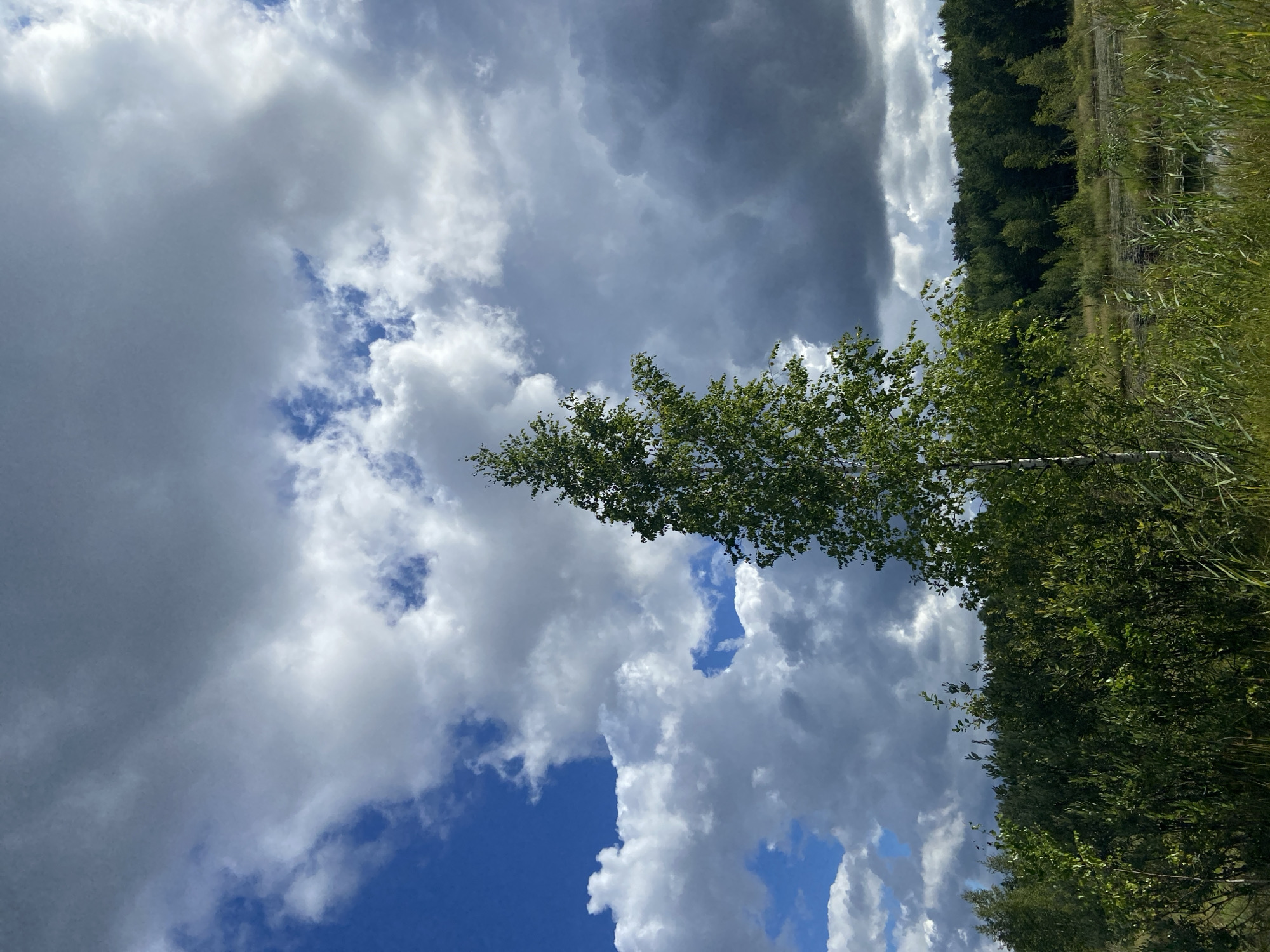 A tall, slender birch tree with green leaves stands prominently in the center of the frame, against a dramatic sky filled with a mixture of bright white and dark gray clouds. The sky transitions from a vibrant blue on the left to darker, more overcast conditions on the right. Below the tree, dense green foliage and tall grasses dominate the foreground, with a hint of still water visible in the lower right corner. In the background, a thick line of dark green trees forms a forest edge. The scene appears to be a natural, undeveloped landscape.
