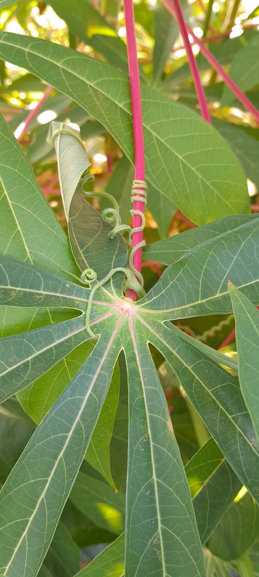 In Rejosari, Indonesia, a close-up shot focuses on the vibrant green, palmate leaves of a cassava plant. A bright pink stem stands vertically, with a delicate green tendril spiraling around it. The tendril also curls around a partially unfurled leaf, showcasing its intricate, vine-like structure. Sunlight filters through the foliage, creating soft highlights and shadows, hinting at an outdoor environment. The image captures a detailed view of plant growth and natural intertwining, typical of a garden or agricultural setting in the region.