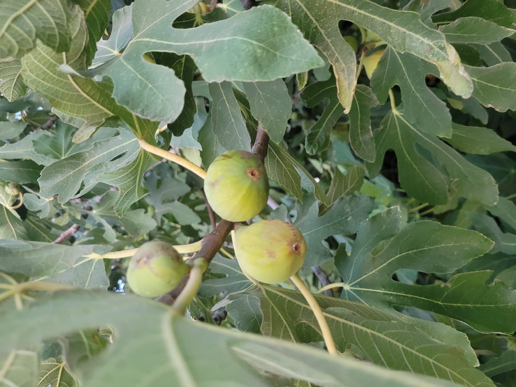 This image depicts a close-up view of several unripe green figs growing on a tree, situated amongst large, lobed green leaves. The figs are round and vary slightly in size, with some showing subtle reddish-brown markings. The branches are thin and brown, with lighter yellow stems connecting to the figs. The background is filled with more foliage, suggesting a dense tree canopy, and hints of a blurred, lighter sky can be seen through gaps. The scene appears to be outdoors, in a natural setting. While the image itself does not explicitly provide location details within Kolossi, Cyprus, it is presented in the context of that city. There are no people or discernible actions in the image.