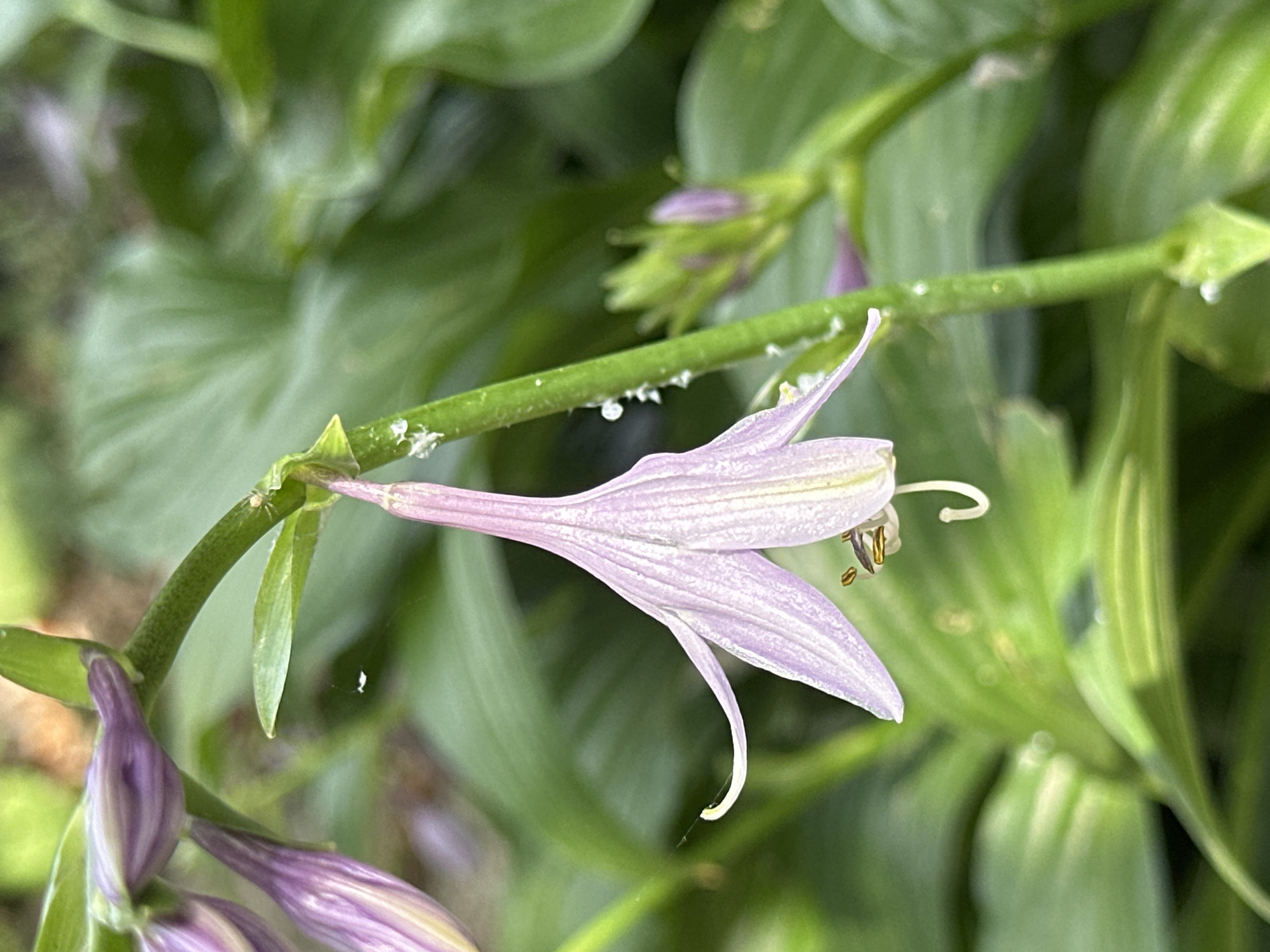 A macro photograph captures a cluster of pale lavender hosta flowers blooming on a thick green stalk. One fully opened flower, with its elongated bell-shaped petals, hangs prominently in the foreground, revealing delicate stamens and pistil within. The flower's pale lavender color transitions to a lighter shade towards its base, with faint vertical veins adding subtle detail. Several unopened buds, a deeper shade of lavender, are visible further up the stalk. The background consists of lush green hosta leaves, softly blurred, suggesting a garden setting. A thin strand of spiderweb is visible, glistening in the light, and a tiny spider is perched on the stalk just above a flower bud. The image appears to have been taken outdoors in a natural environment. This specific scene is not identifiable to a particular location in Yessentuki, Russia.