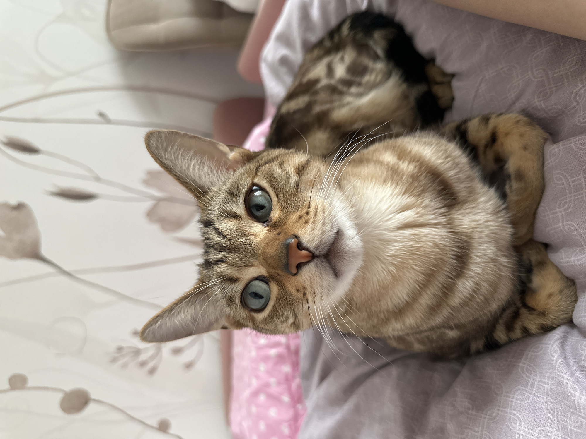 An indoor scene in a bedroom in the city of Chaikovsky, Russia, features a domestic Bengal cat as the central subject. The cat, with a tawny and brown striped and spotted coat, is positioned on a bed, facing directly forward with alert, wide-open teal-blue eyes. Its front paws are tucked beneath its chest. The cat rests on a light purple duvet cover with a subtle geometric pattern. To the left and behind the cat, a pink pillow with a white polka-dot pattern is visible. The background consists of a light-colored wall adorned with faint, muted brown, abstract floral or botanical patterns. A portion of a beige upholstered headboard or furniture item is visible on the far right, adjacent to a segment of human skin, likely an arm or leg. No explicit actions or interactions are depicted beyond the cat's passive gaze toward the observer.