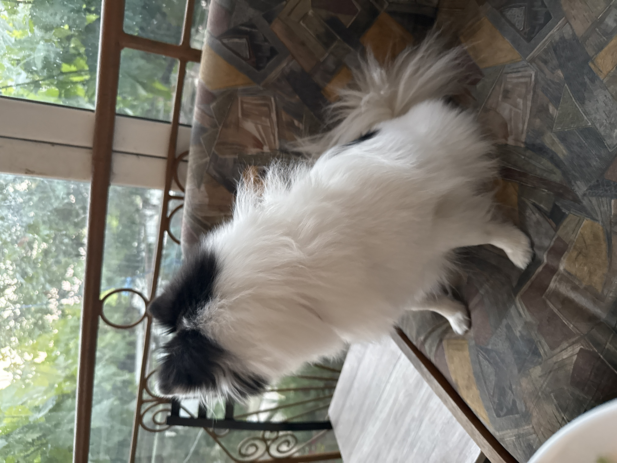 A medium-shot captures a white and black long-haired dog standing on a patterned surface near a window. The dog is positioned facing away from the viewer with its head turned slightly towards the left. The background shows a window with a wrought-iron design and greenery visible outside. The scene is presumably an interior setting. The location is unspecified within the city of Sarnevo, Bulgaria.