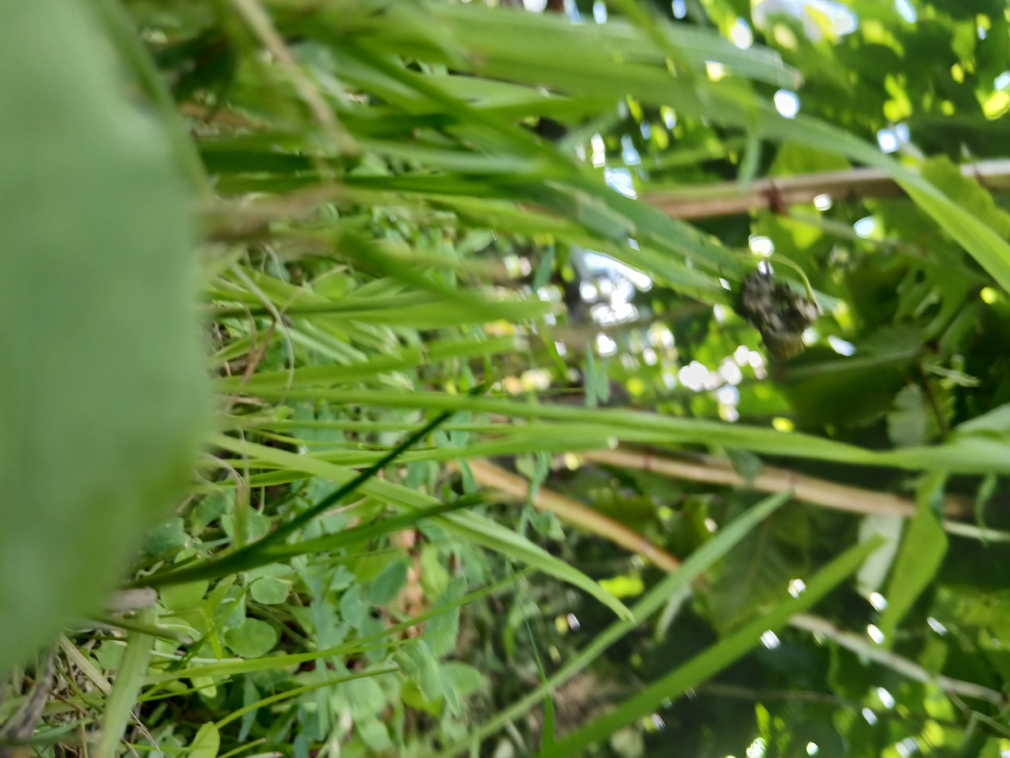 The image is a close-up, low-angle shot of tall green grass and plants, with a blurry foreground of a large green leaf. The background is out of focus and shows more green foliage, some bamboo-like stalks, and bright, blurry spots of light, suggesting it is outdoors during the day. There is a small, dark, lumpy object on a blade of grass in the mid-ground, which appears to be some sort of debris or an insect. The scene is entirely natural, with no man-made structures or human activity visible. The location is unknown, but the presence of lush greenery suggests a garden, park, or natural area.