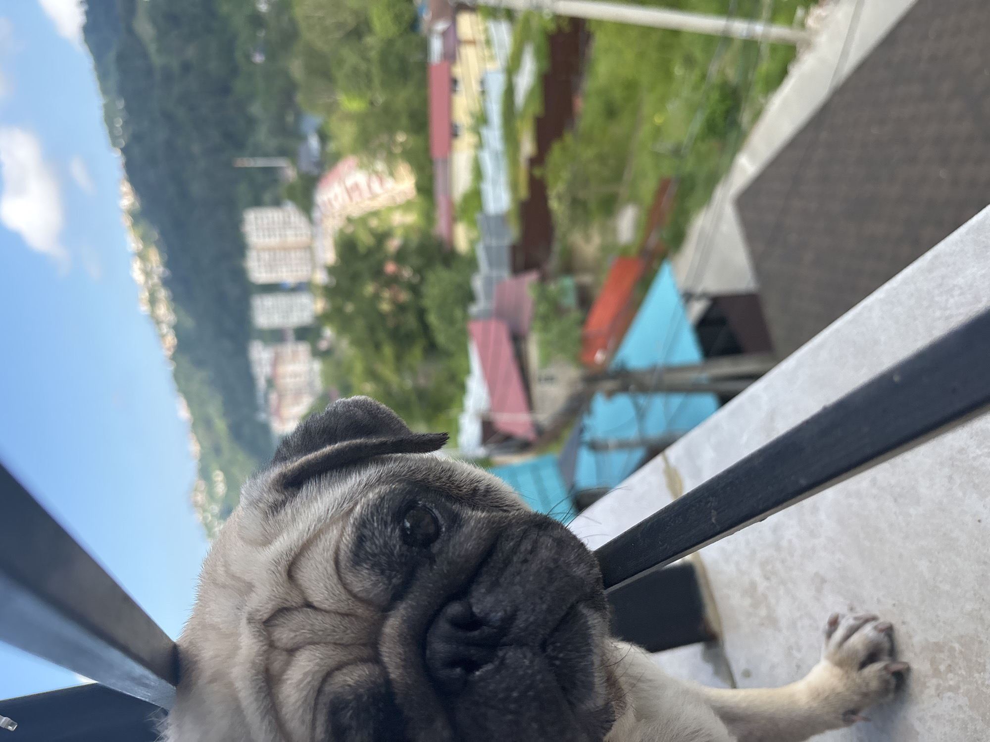 An extreme close-up shot captures a pug's face, with its wrinkled snout and dark eyes prominent, positioned on a balcony railing. The pug is looking to the left, with its body partially visible. In the background, a blurred landscape unfolds, revealing a city built on a lush green hill under a bright blue sky with scattered white clouds. Buildings of varying sizes and colors dot the hillside, indicating a densely populated urban area nestled amidst natural scenery. The balcony railing, a dark metal bar, extends across the lower portion of the frame, providing a stark contrast to the soft textures of the pug and the natural elements in the distance. The overall impression is one of a domestic scene juxtaposed with a sprawling cityscape.