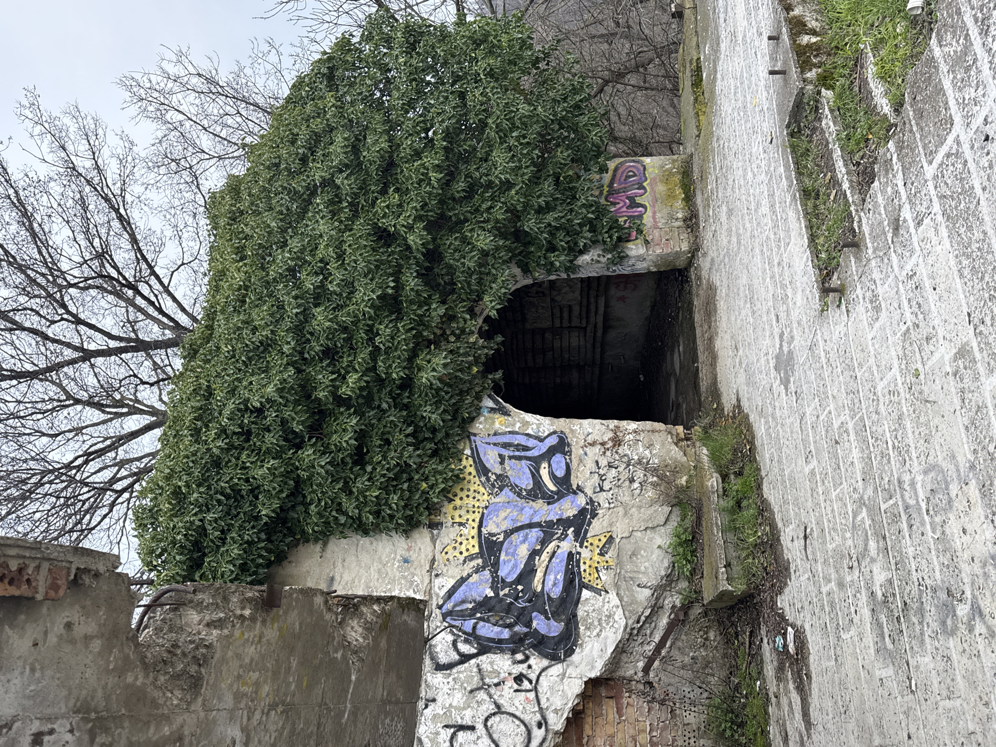 The image captures a decaying urban landscape, likely in Varna, Bulgaria. A ruined, possibly abandoned, concrete structure is heavily overgrown with ivy. The structure features a dark, cave-like opening, possibly a tunnel or entrance. Graffiti adorns the concrete walls, including a large stylized figure in blue and black. To the right of the opening, a decaying set of stone steps ascends. Bare trees are visible in the background against an overcast sky. The overall scene conveys a sense of neglect and urban decay.