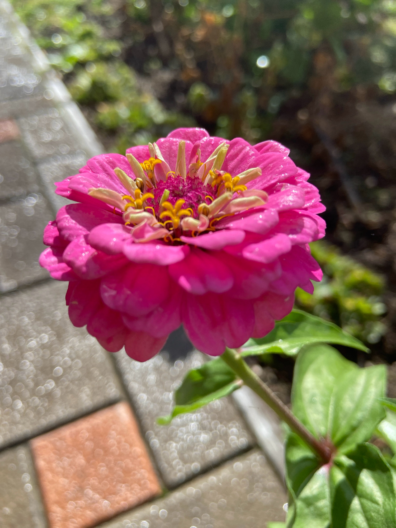 A close-up, vertical, eye-level shot features a vibrant pink zinnia flower with multiple layers of petals in full bloom. The flower's center displays yellow stamen and delicate pink pistils. Water droplets glisten on the petals, suggesting recent rain or watering. The flower is attached to a thin, green stem with large, smooth green leaves. The background is a soft blur of greens and browns, indicative of a garden setting. In the lower left quadrant, a section of a paved pathway is visible, composed of light gray and reddish-brown rectangular stones, with bokeh-like circles of light reflecting on the surface. The overall scene is outdoors, with natural lighting.